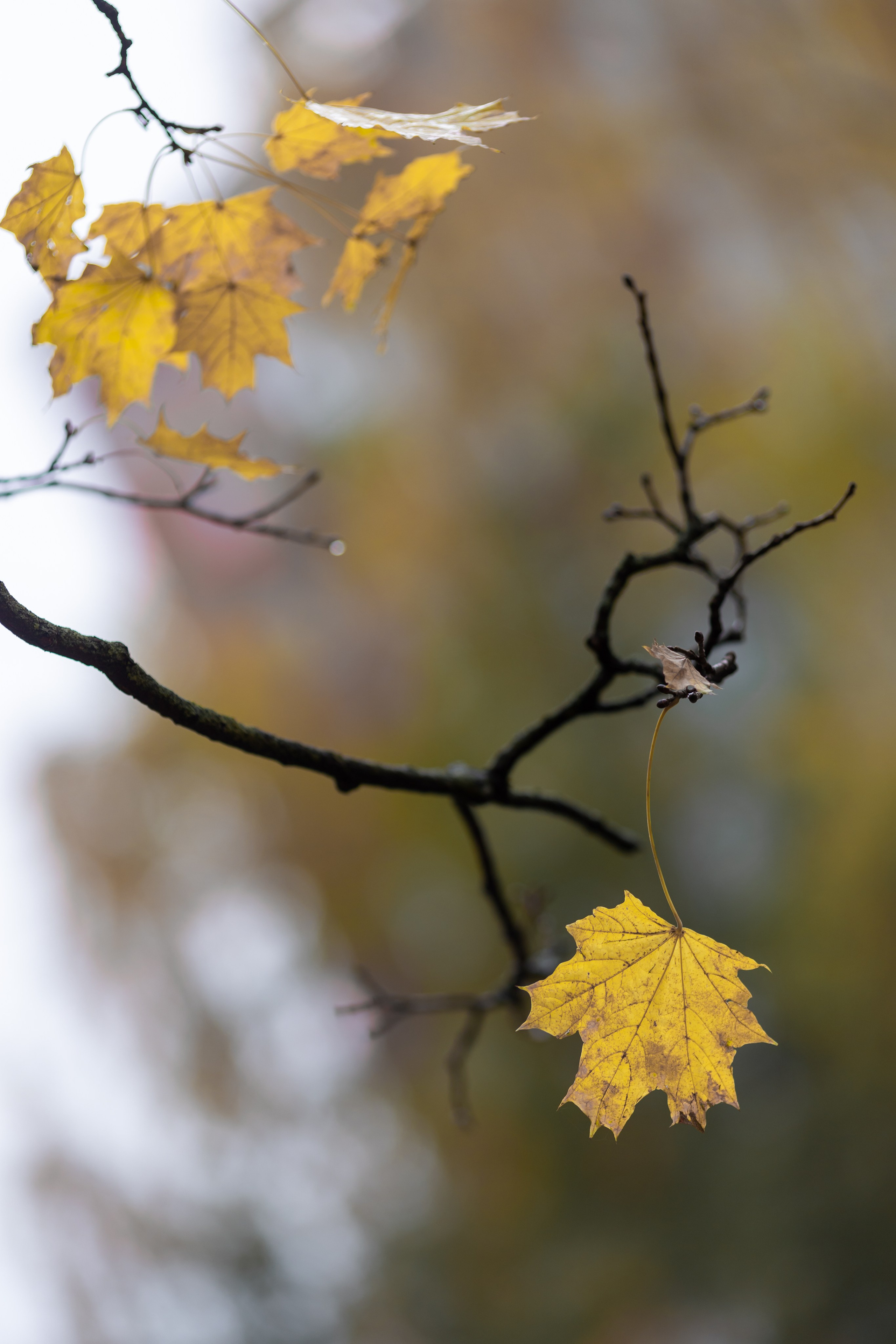 Дарья и Олеся. Семейный и детский фотограф |Брянск| Анастасия Перепелкина