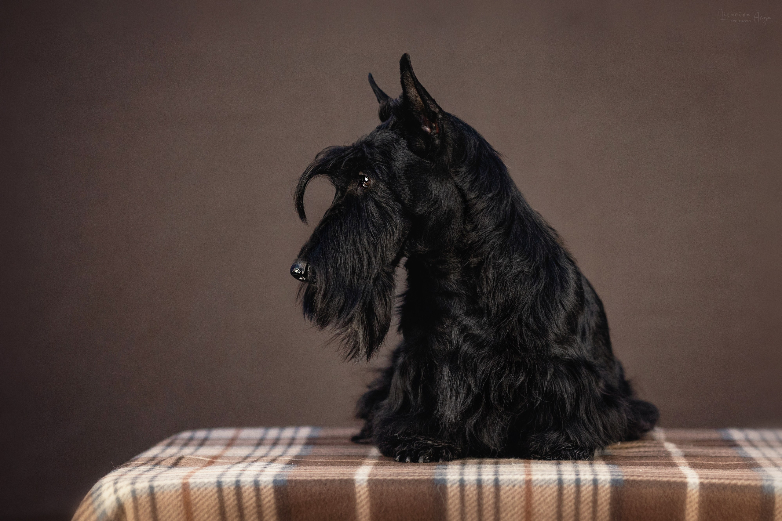 Скотчики. Фотограф анималист Аня Ливанова | Рыбинск