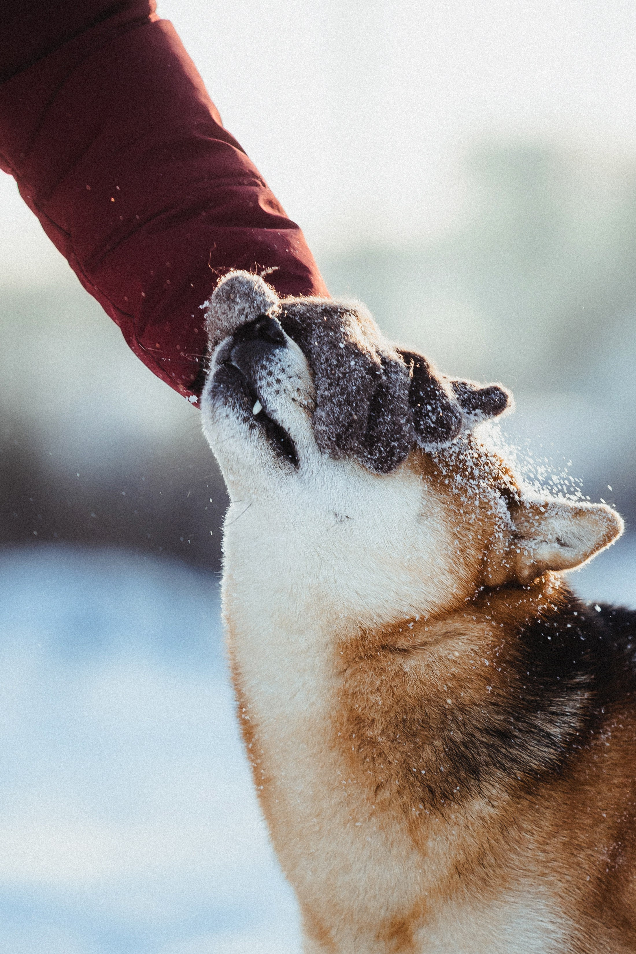 Шед, Цири и Ира