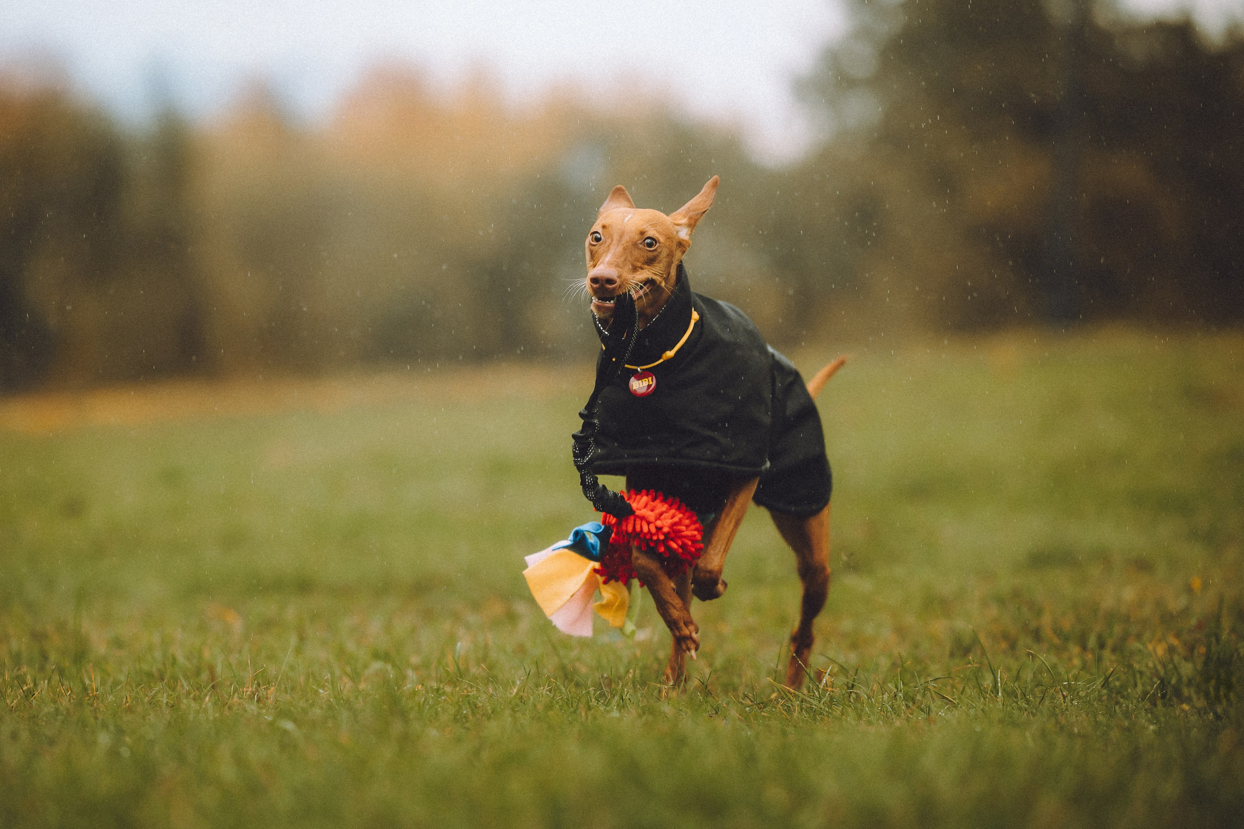 Даша и Биби