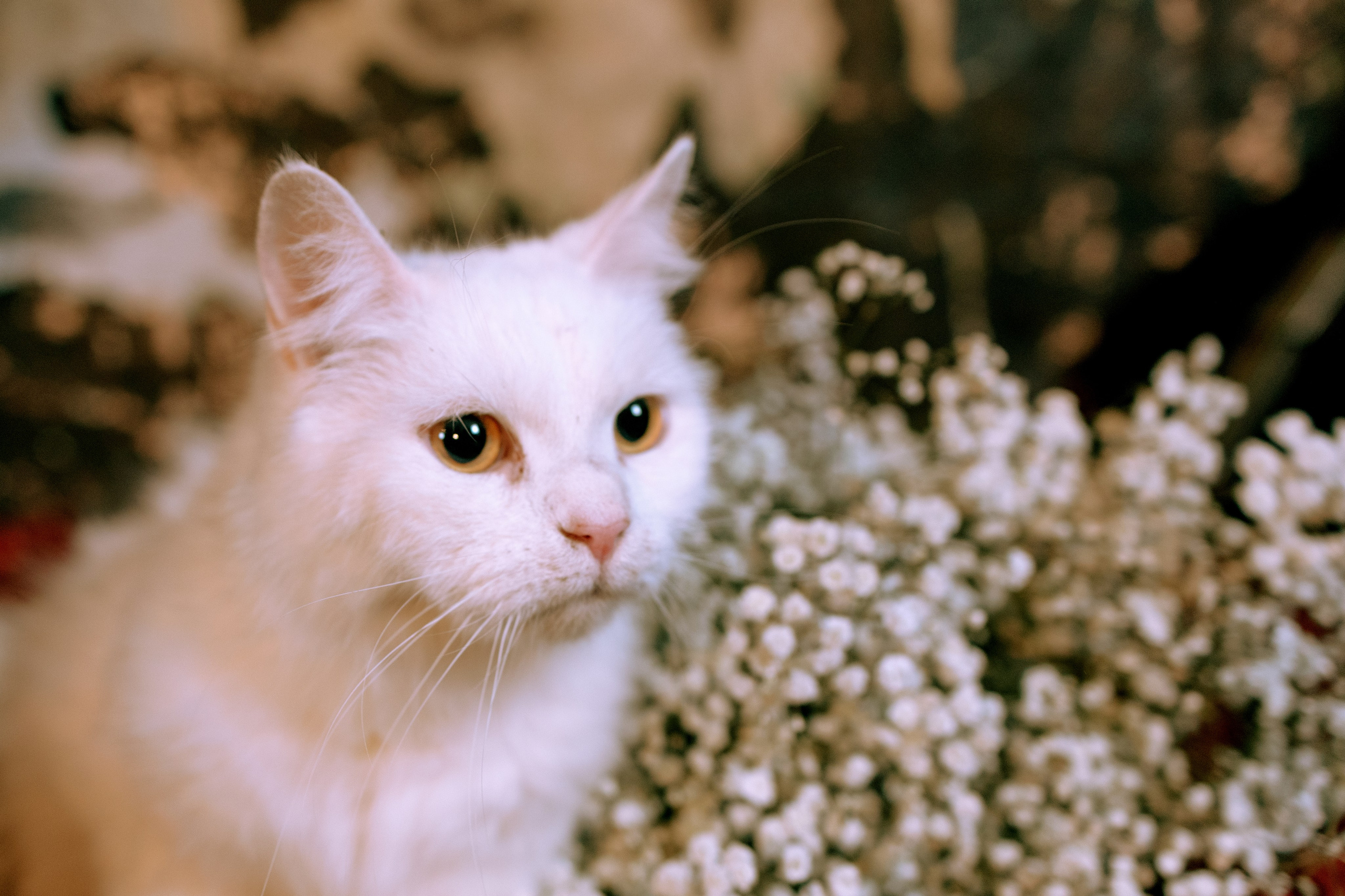 Съёмка домашних животных