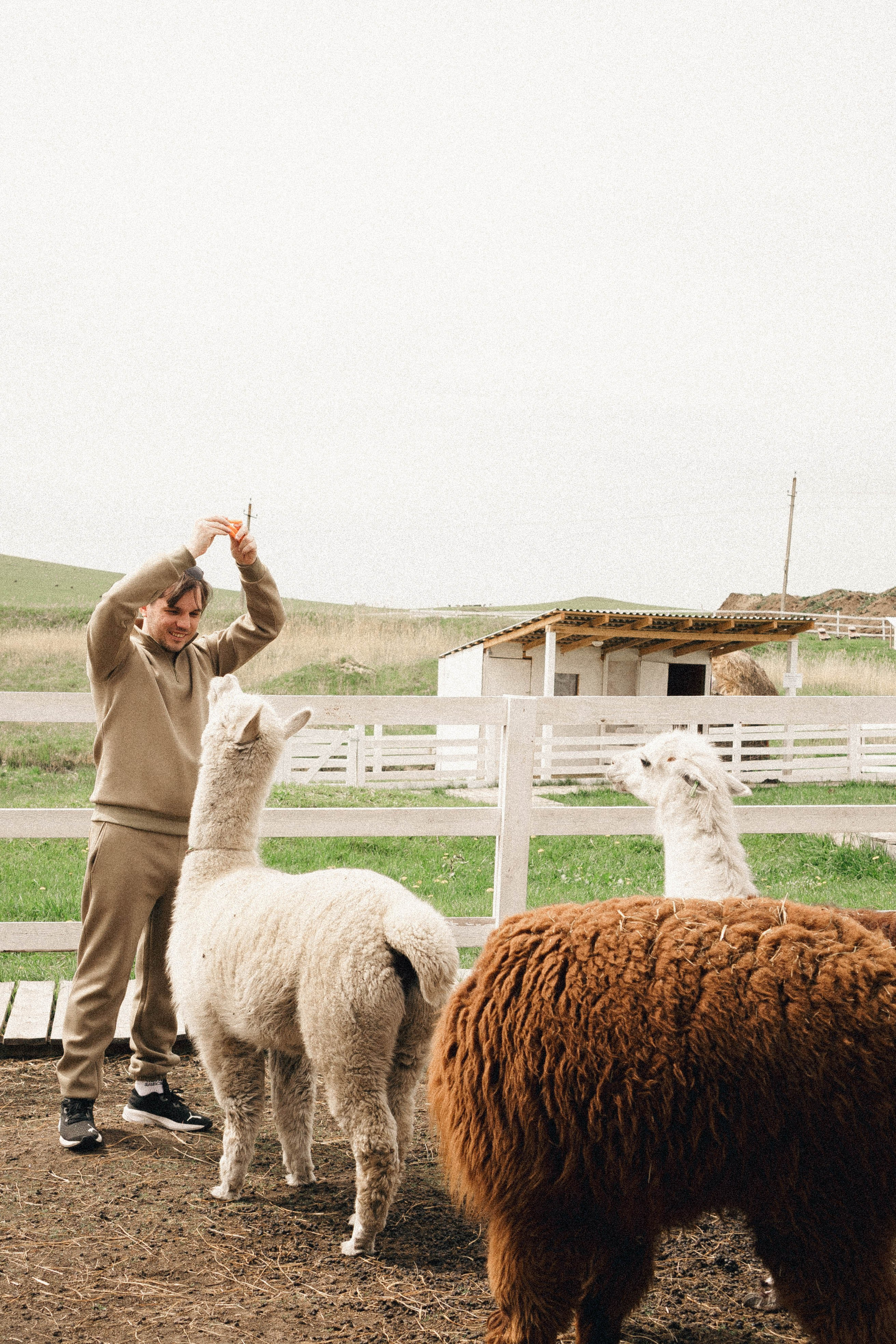 Ферма Альпак. Профессиональный фотограф, Санкт-Петербург — Виктория Богомолова
