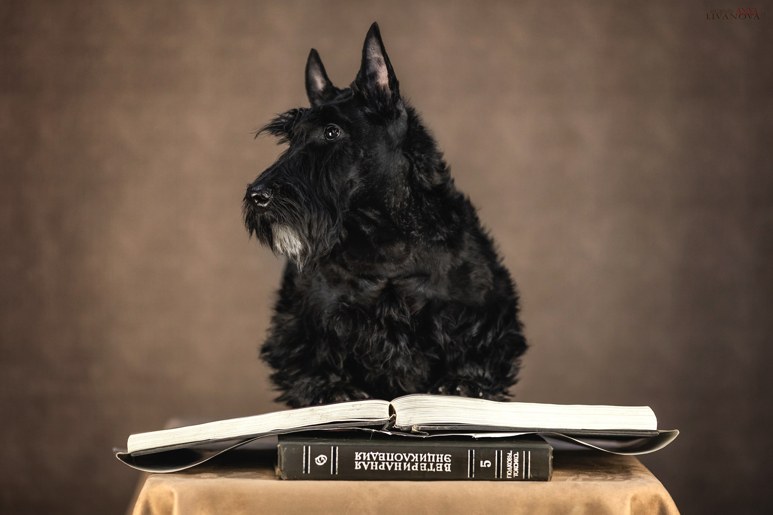 Скотч терьер. Фотограф анималист Аня Ливанова | Рыбинск