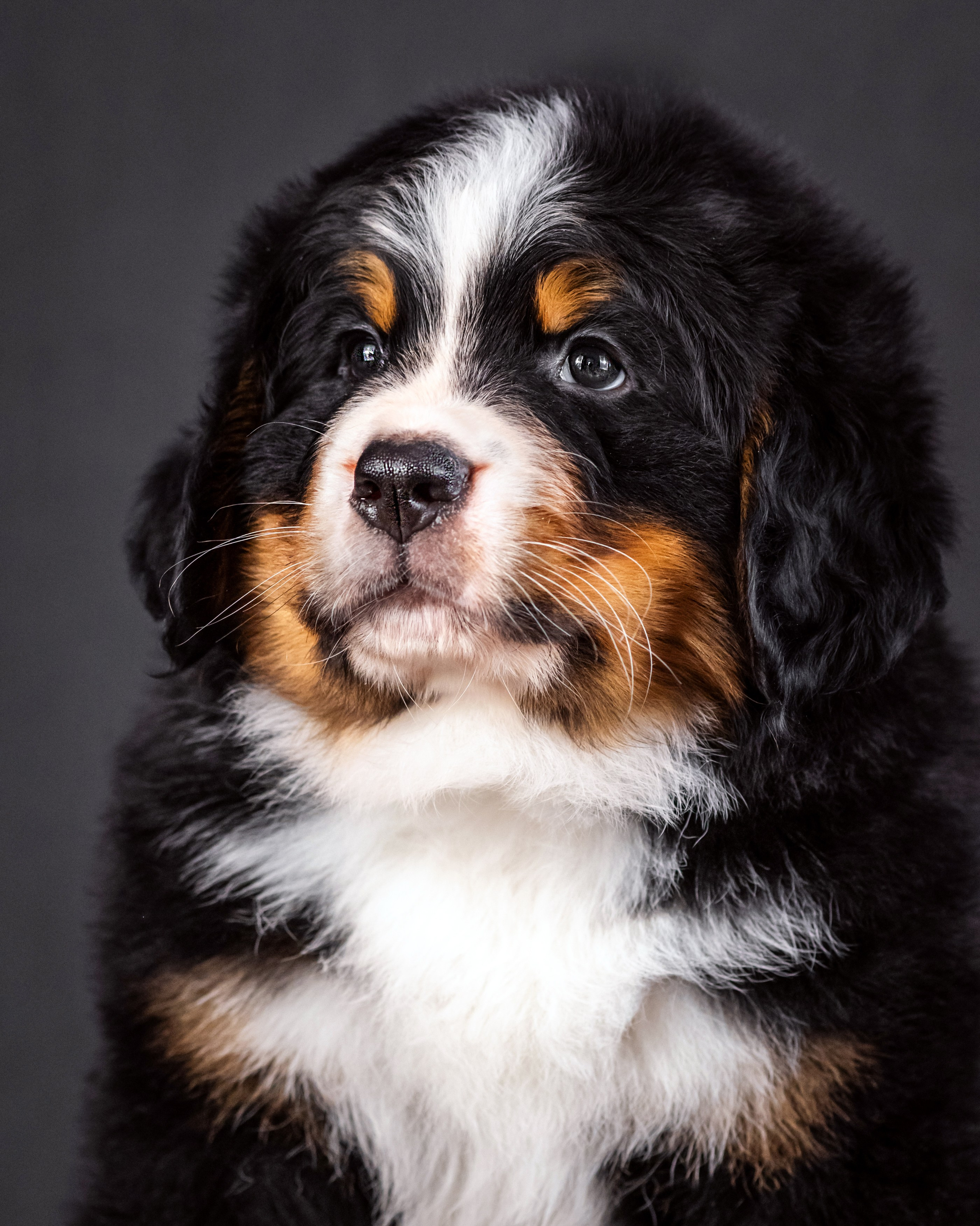 Берны. Фотограф анималист Аня Ливанова | Рыбинск