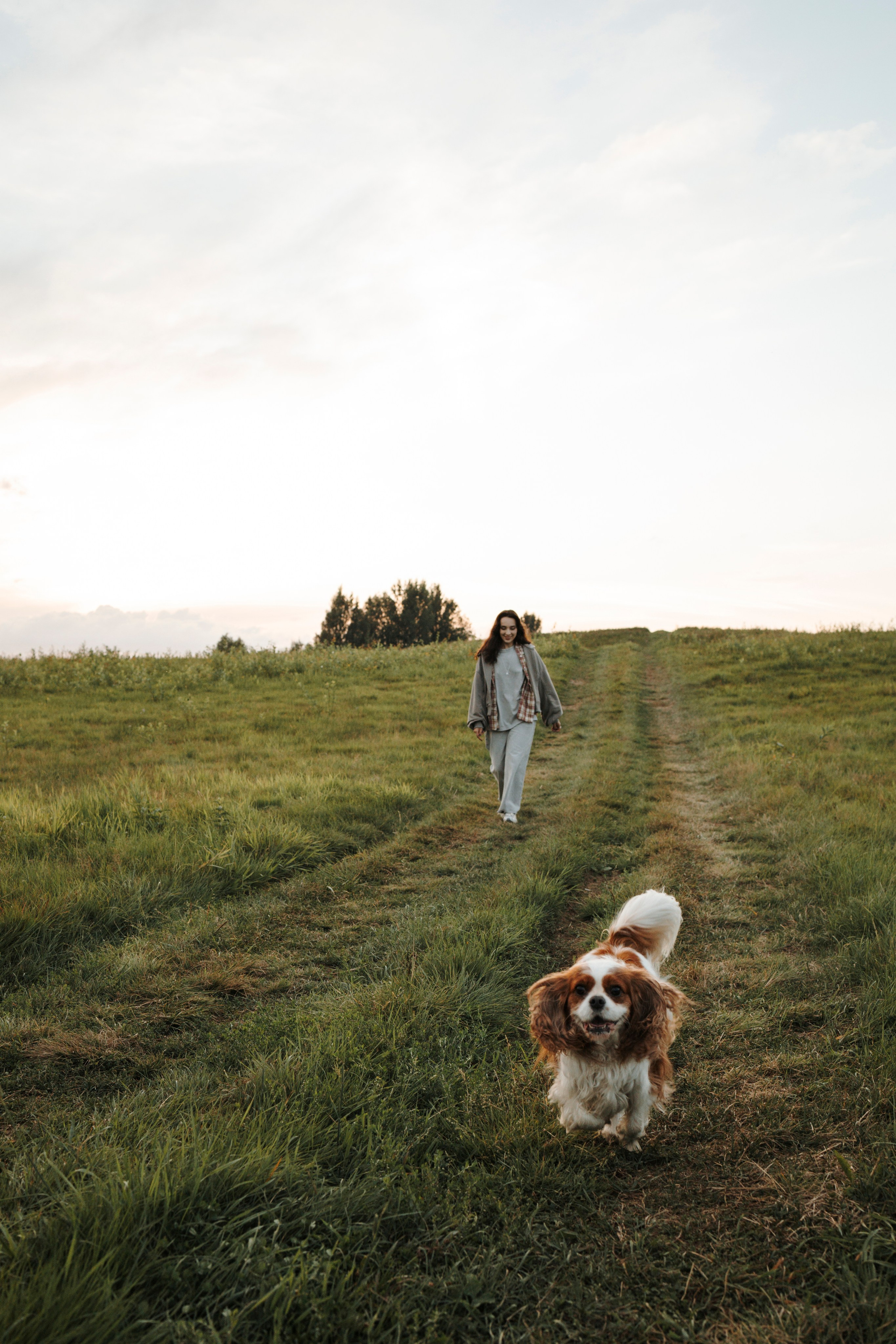 На закате Катерина, Луна и Рикки. Фотограф-анималист в Санкт-Петеребурге Титова Алиса