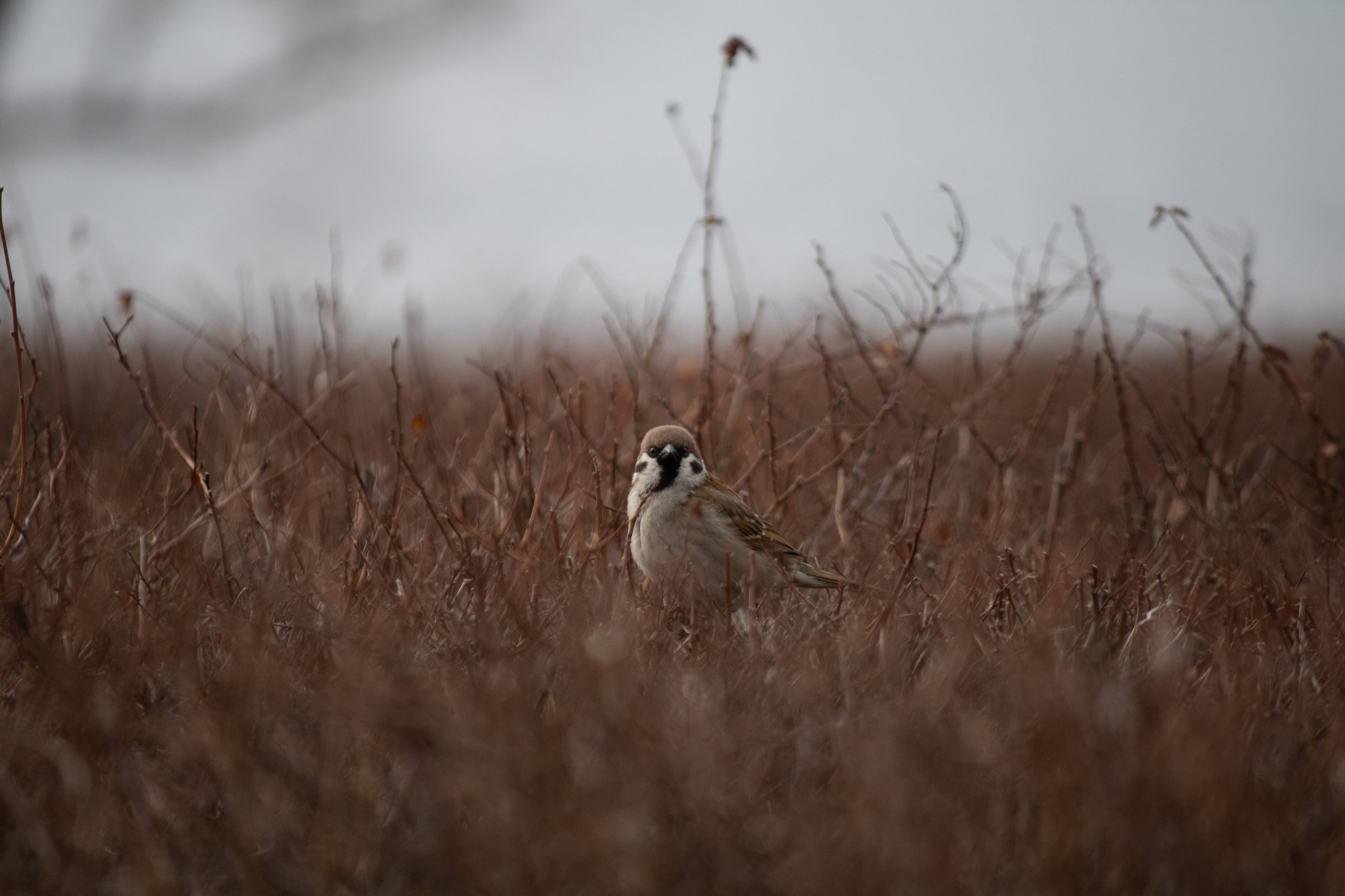 О себе. Фотограф Наталья Мершина