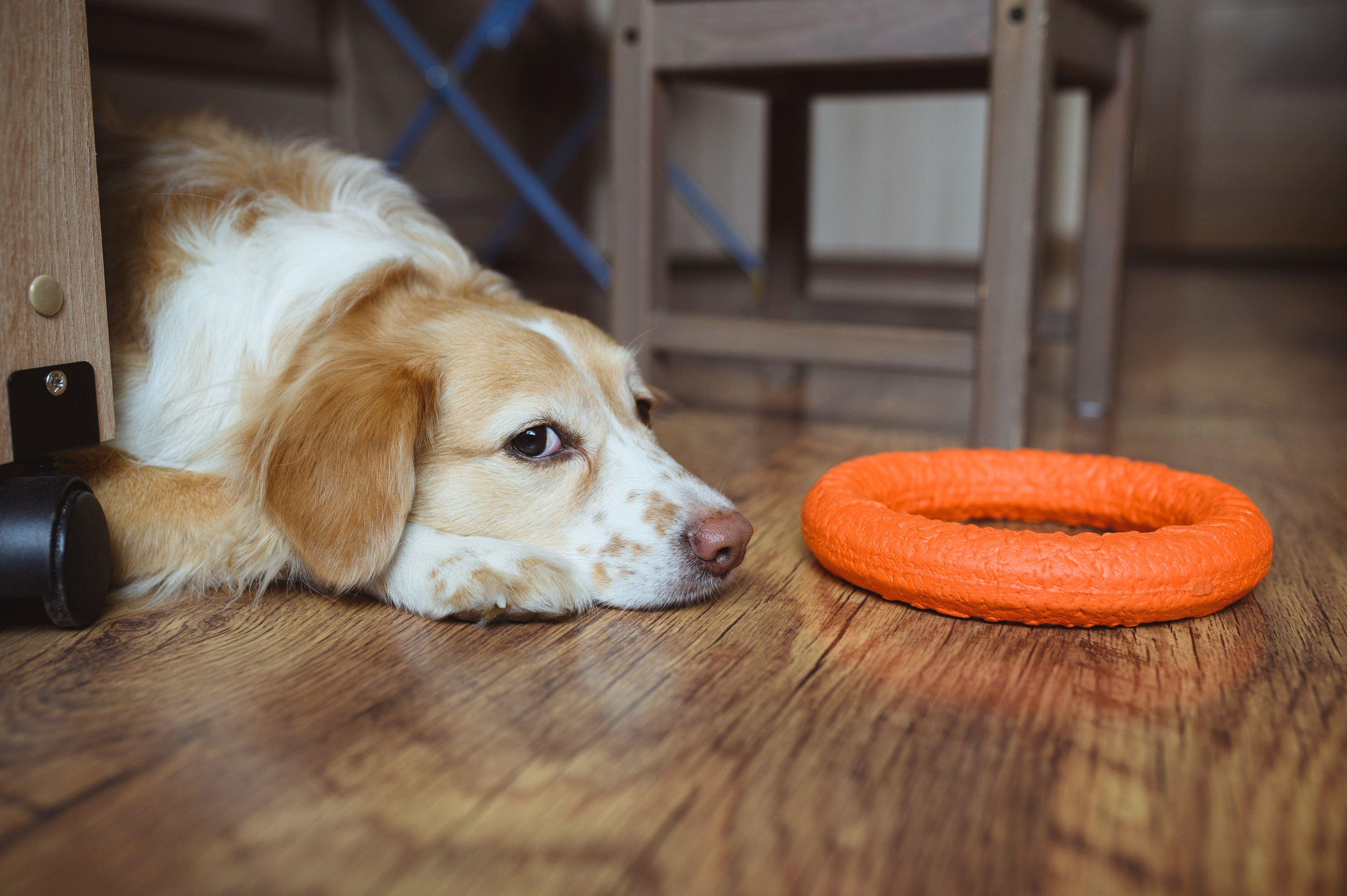 Семейная съемка с собакой. Семейный фотограф в Москве Ольга Барсукова