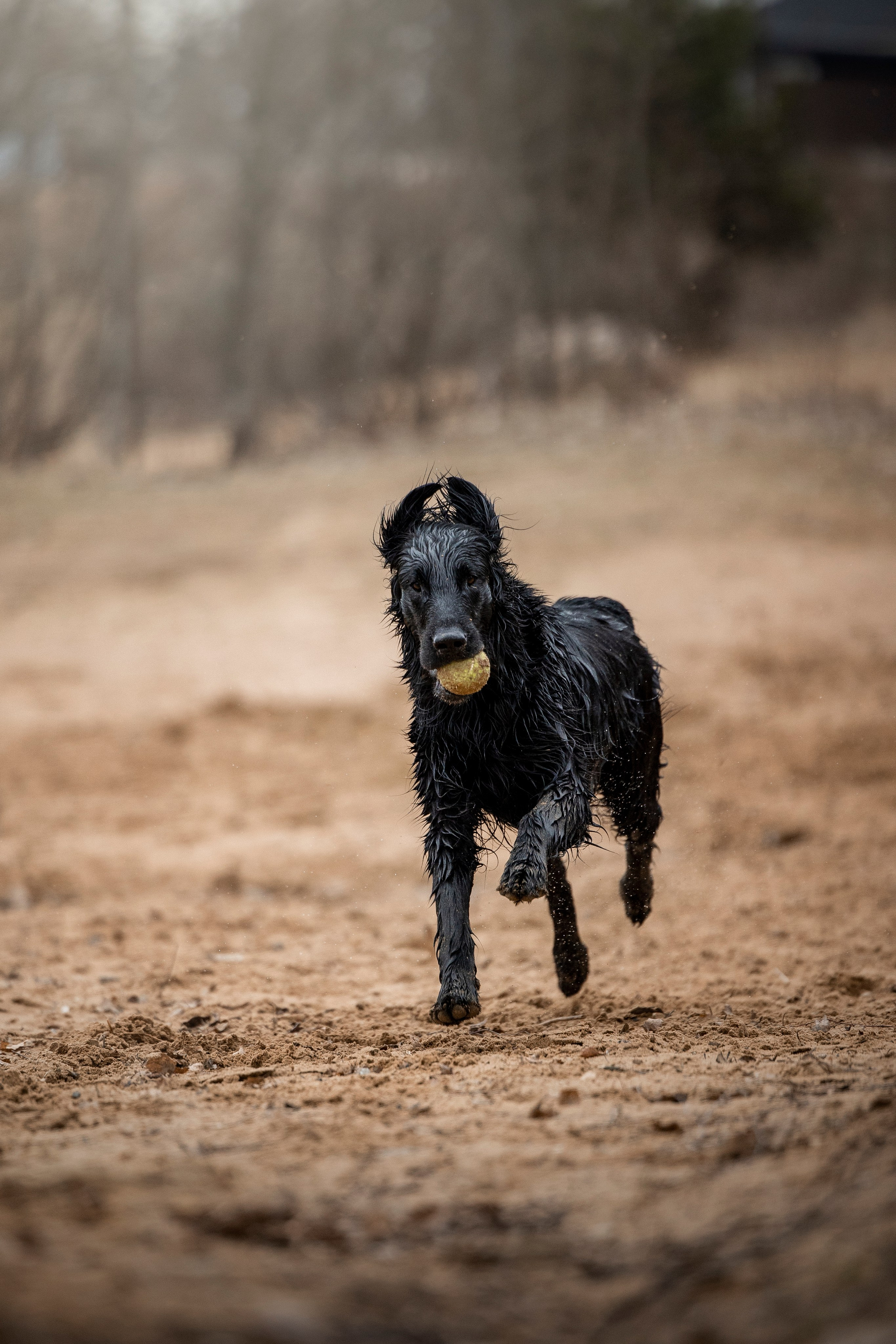 Ора, Ева, Рози и их семья. Фотограф — Анималист | Санкт-Петербург