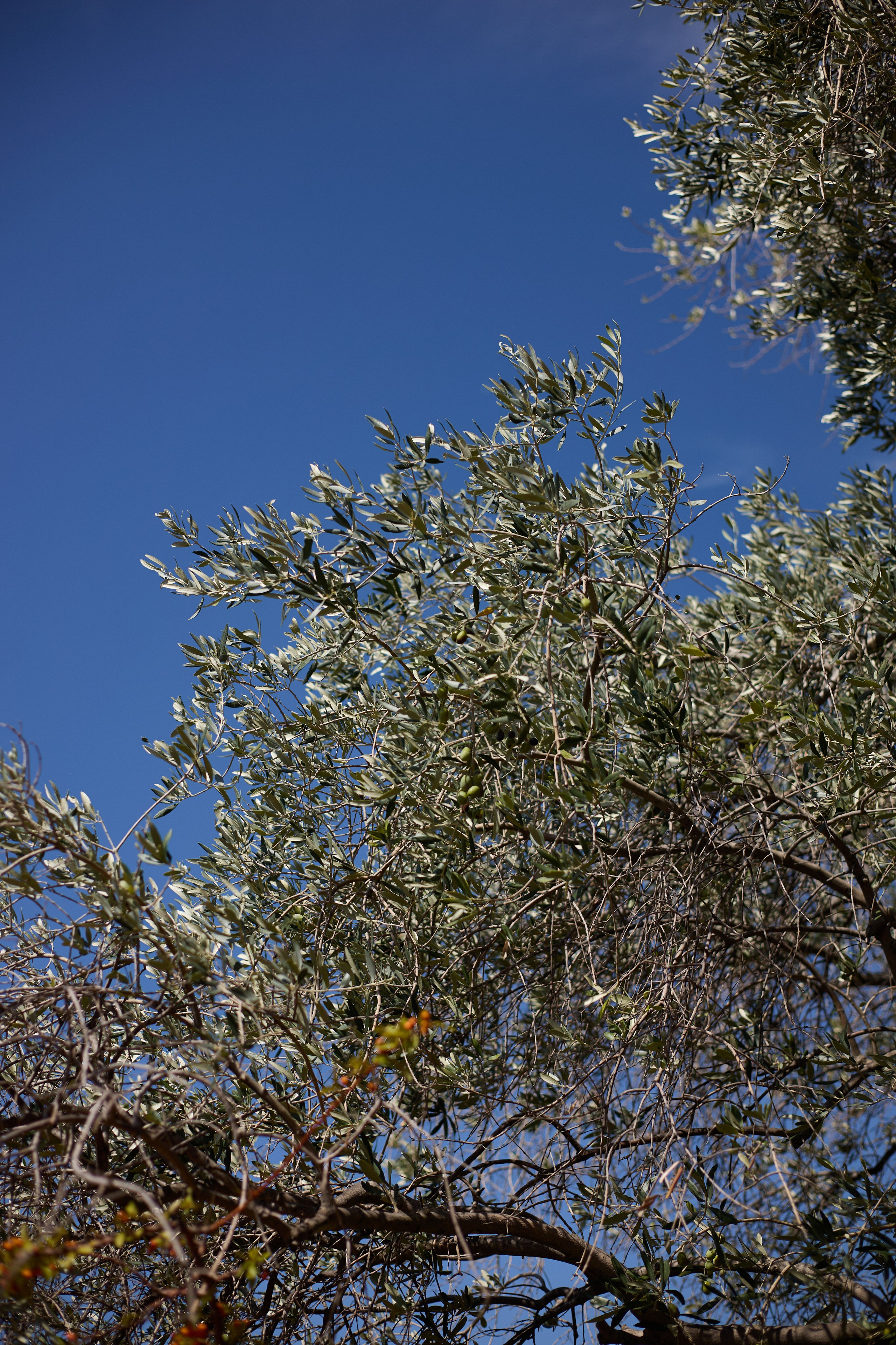 France (Provence & Paris) Sep'25. Анастасия Зобнинá — фотограф в Санкт-Петербурге/СПб