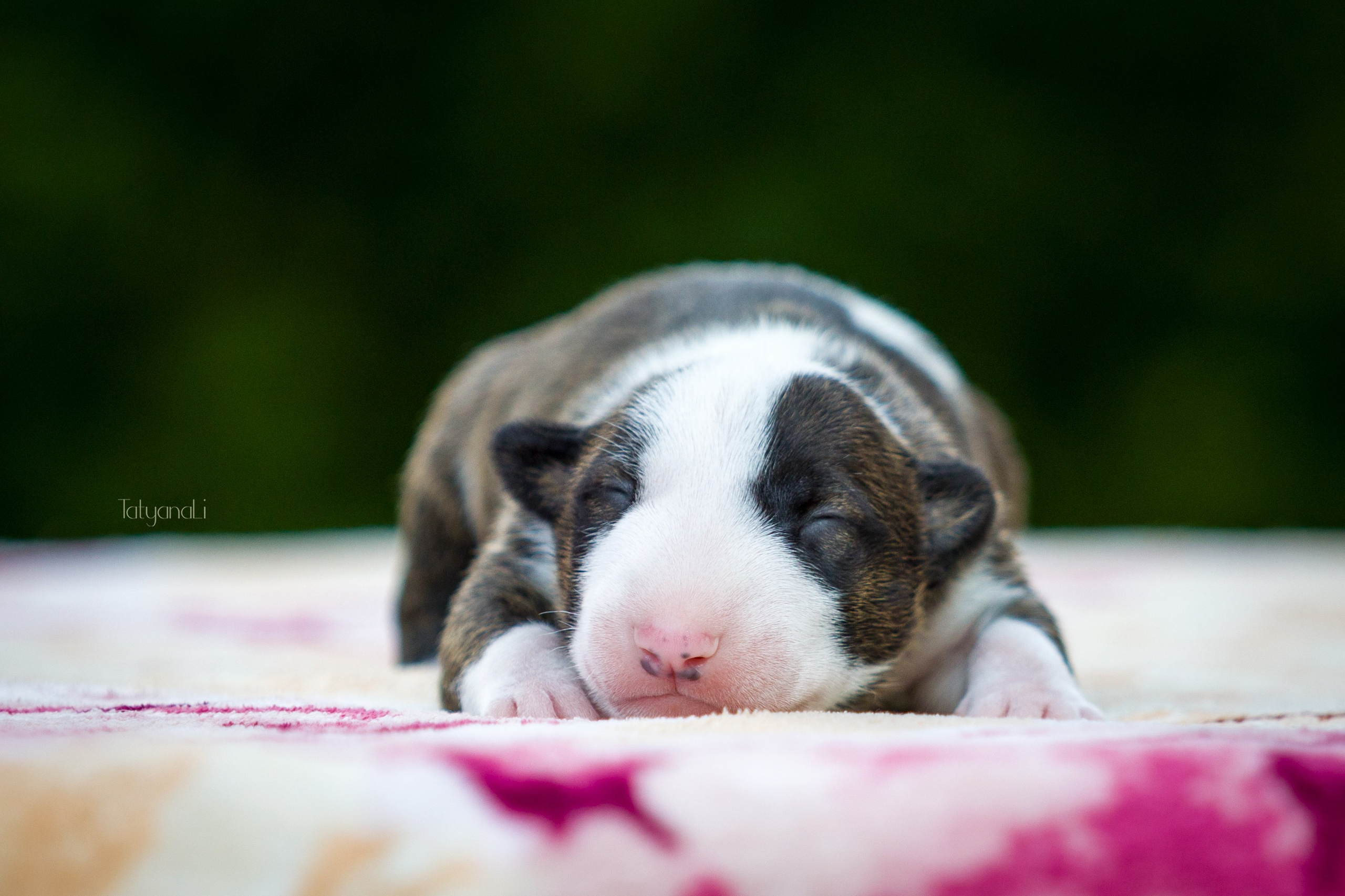 Стандартный бультерьер. Фотограф — анималист Татьяна Ли