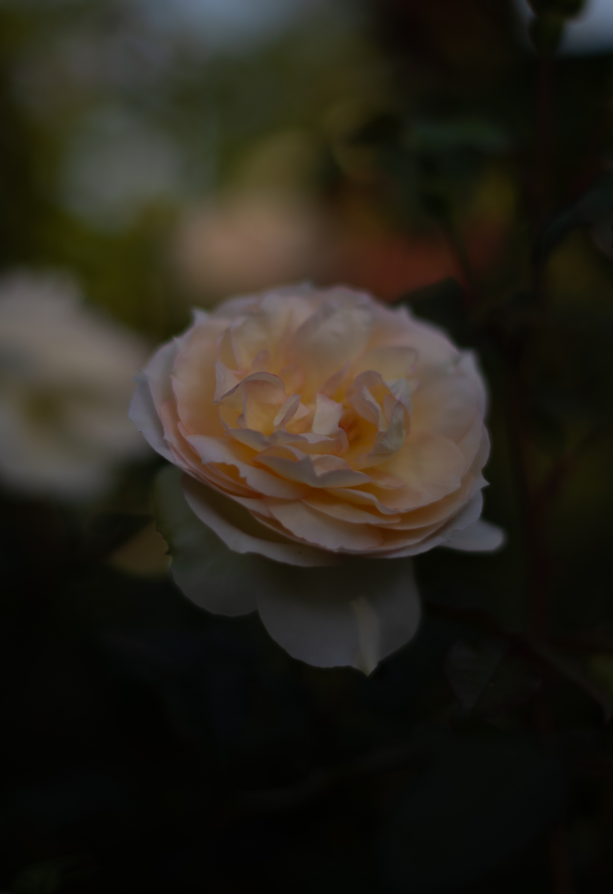 Цветы сада МГУ. Victoria Radjevna Репортажный Фотограф — Видеограф Москва • Санкт-Петербург