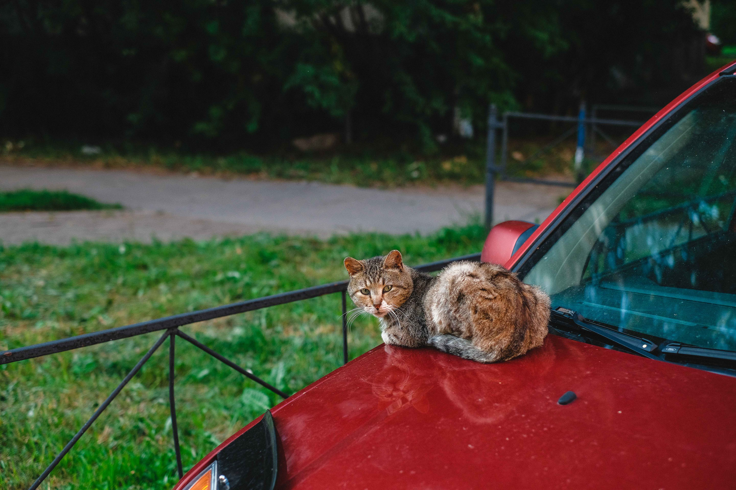 2022.07. Фотограф Алексей Алексеев