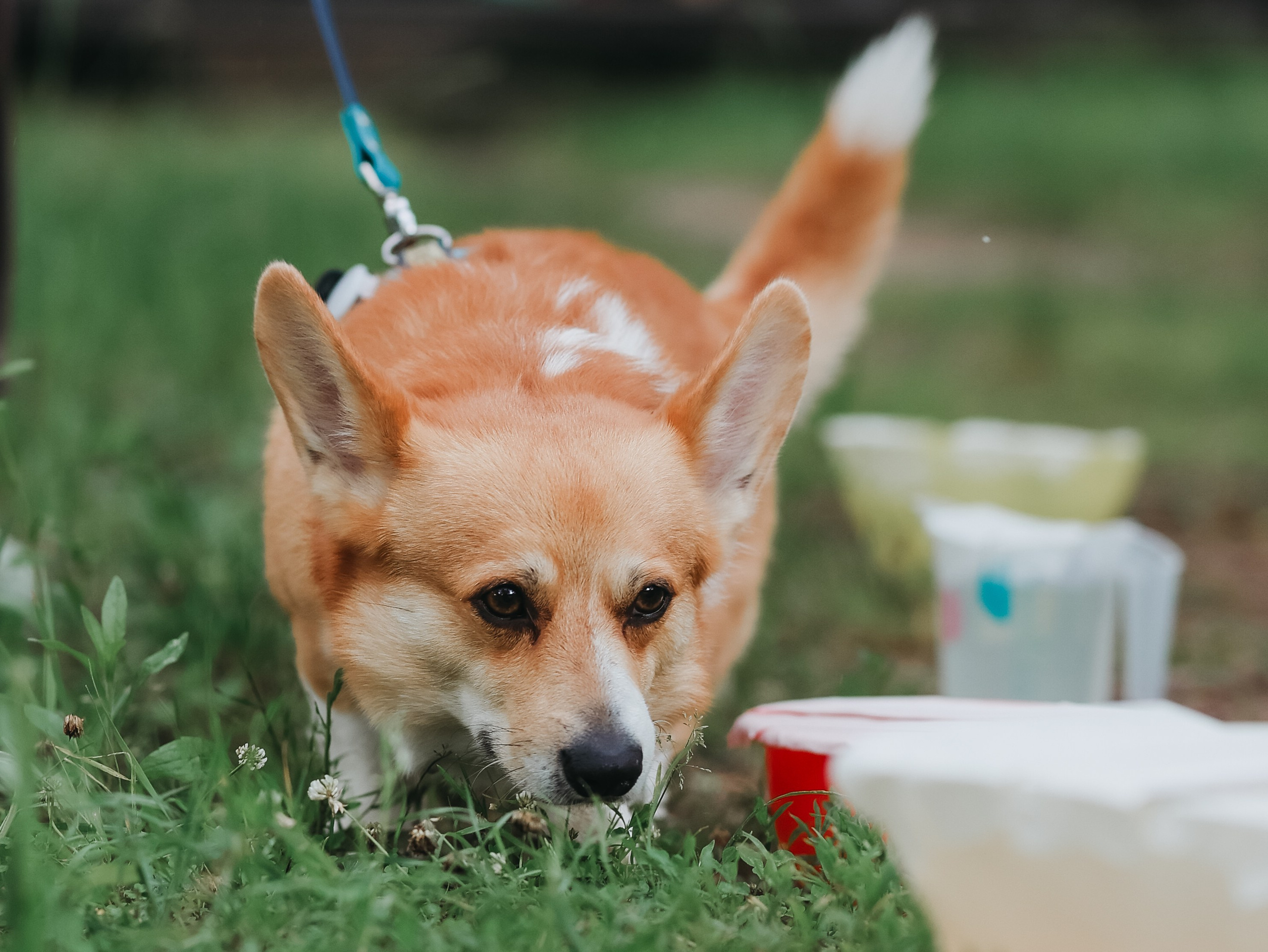 Лагерь ноузворк. Фотограф-анималист в Москве Кириллова Татьяна