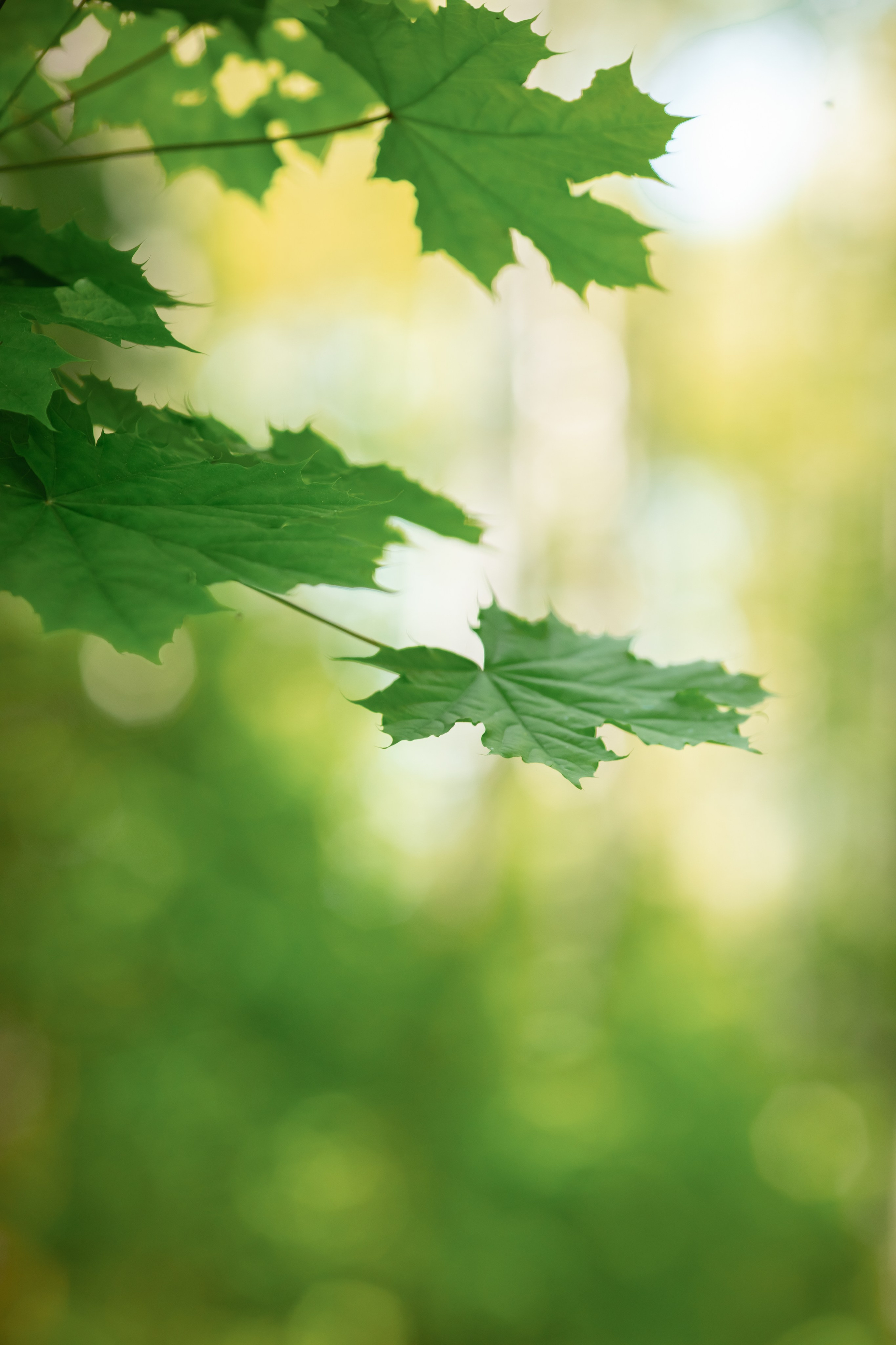 Александра. Семейный и детский фотограф в Москве Дорогова Екатерина