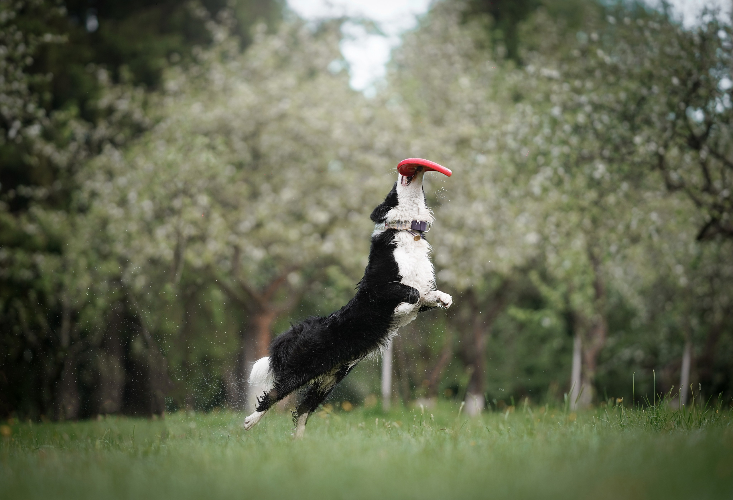 Юля, ее мама и Груша. Фотограф-анималист в Санкт-Петербурге Яна Мартынова