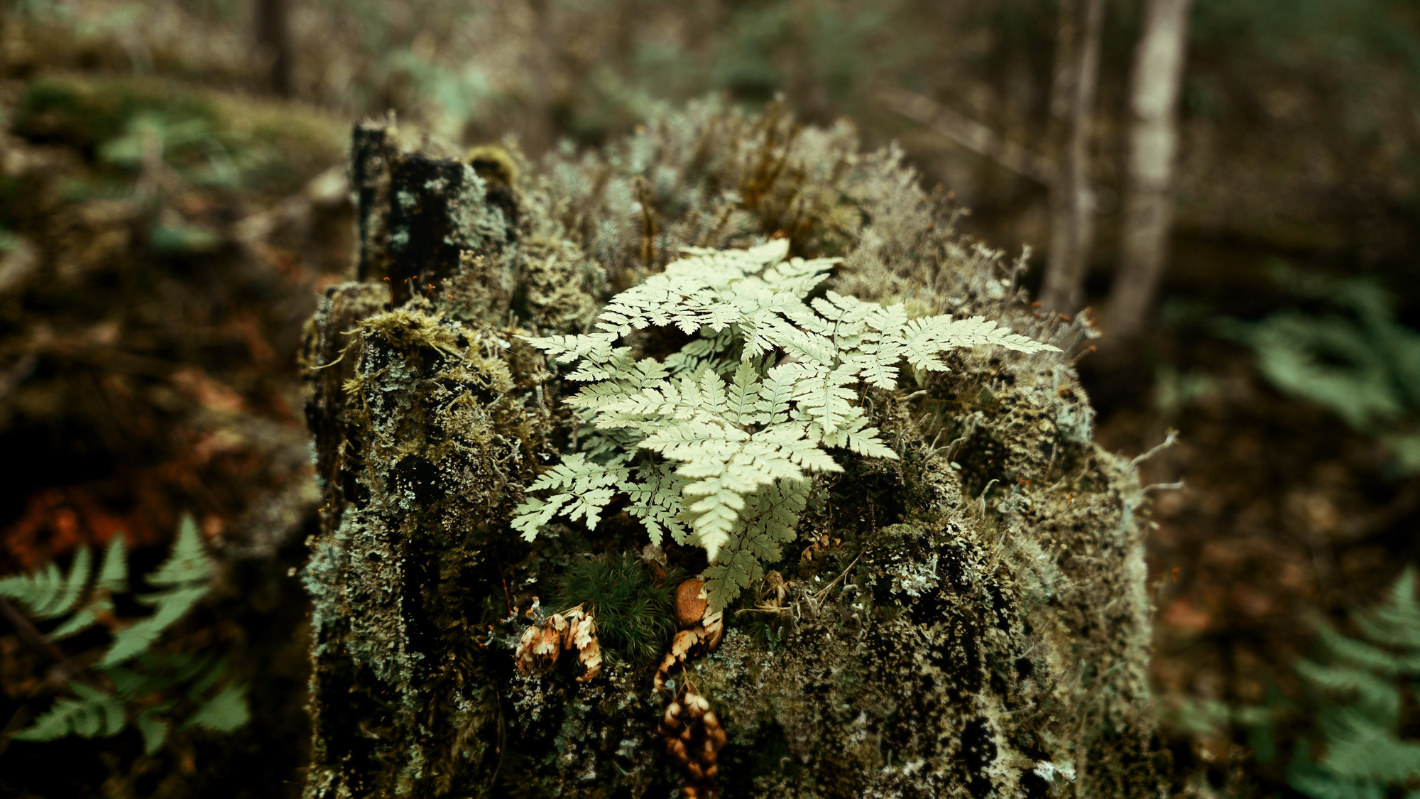 Путешествия. Фотограф в Хабаровске. Фотография за 24 часа