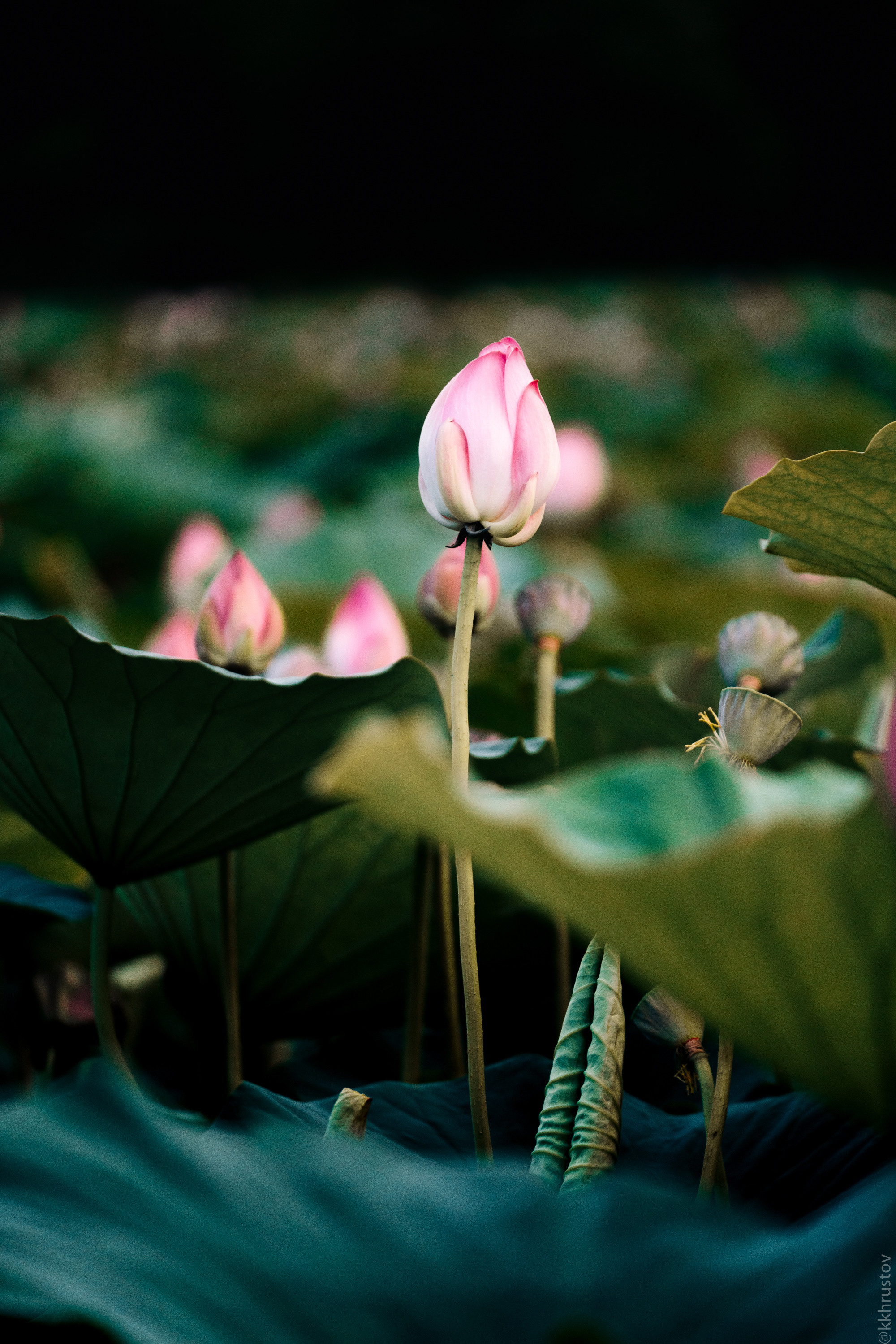 Путешествия. Фотограф в Хабаровске. Фотография за 24 часа