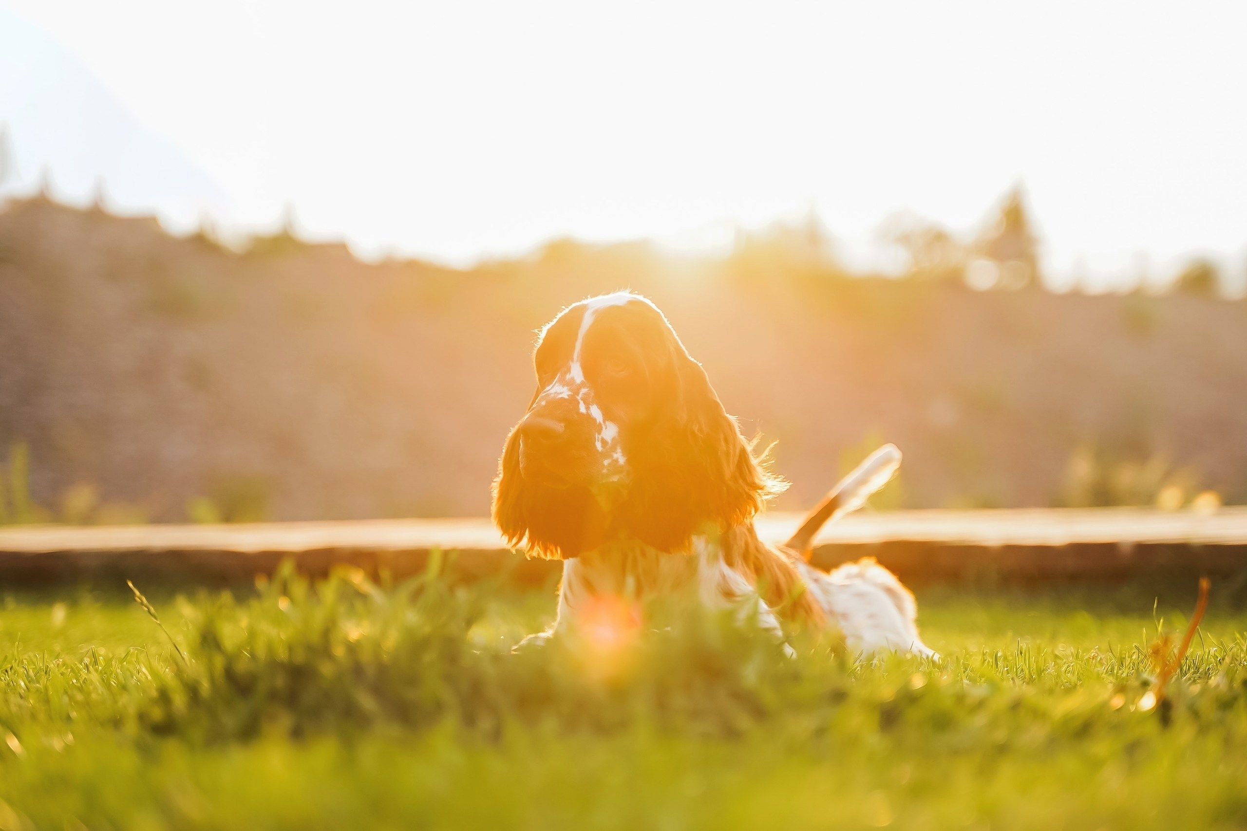 Фотограф-анималист в Красноярске Бец Юлия