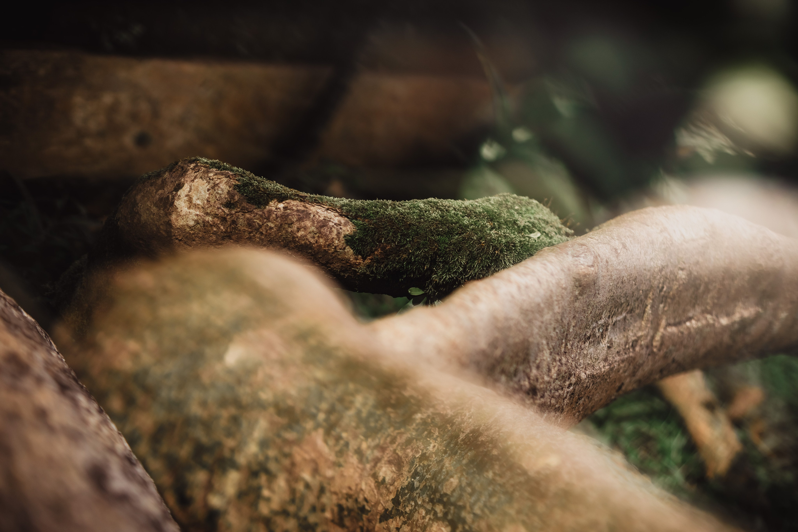 Banyan date. Mariam Bagdasaryan