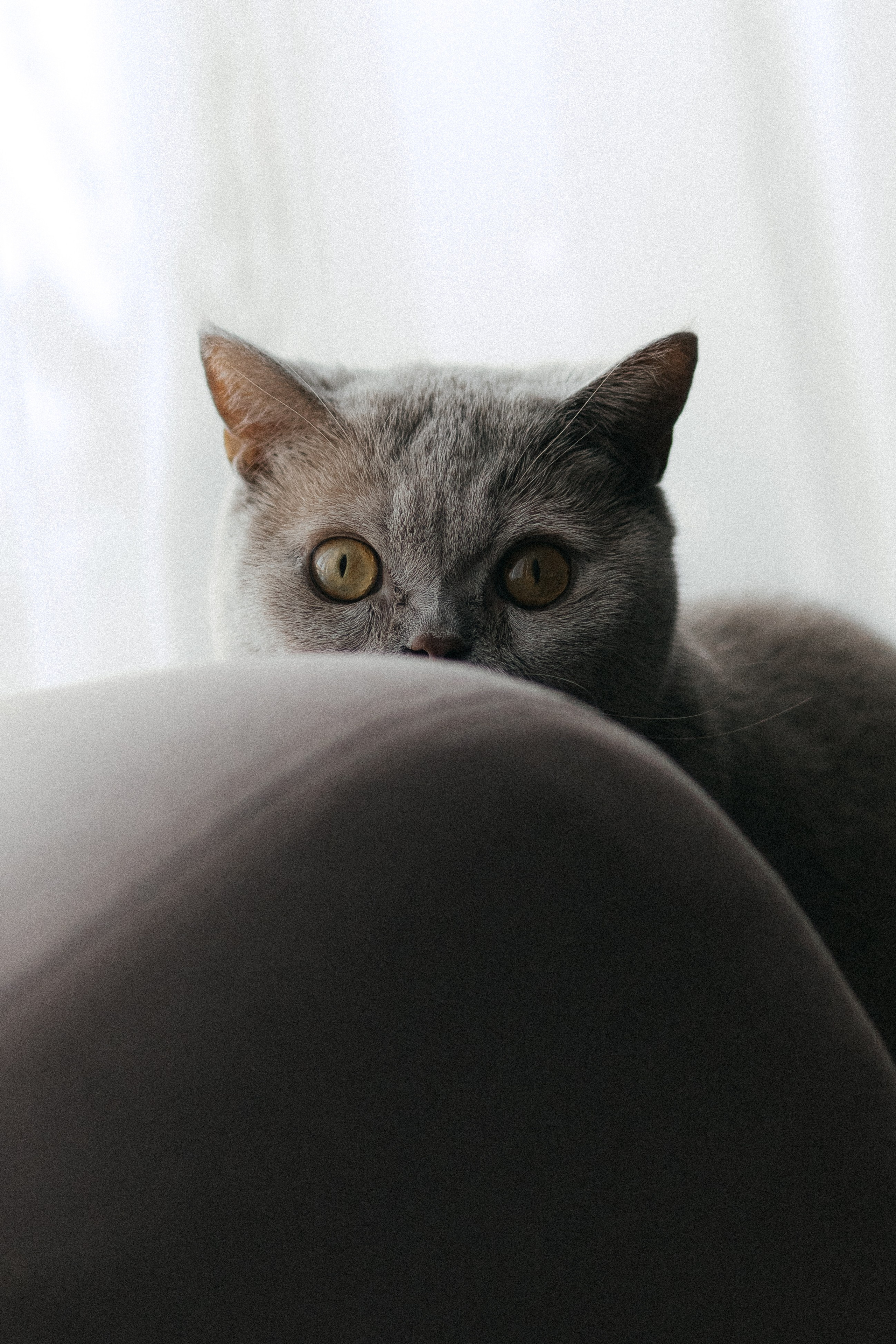 Настя, Костя и Алиса. Главная