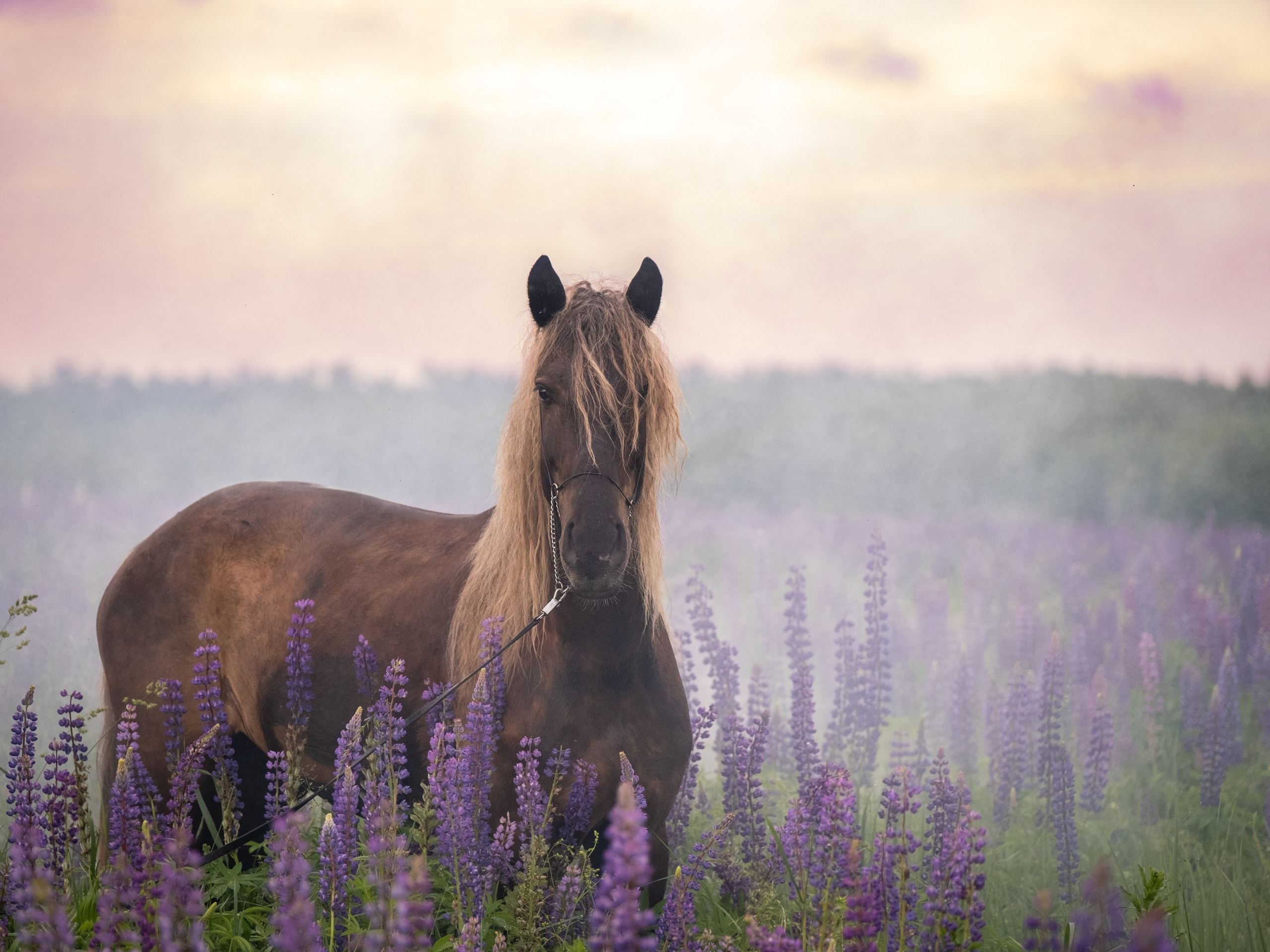 Аванпост, конное ранчо. Зоофотограф, фотограф животных в Москве и области Дина Дамоцева