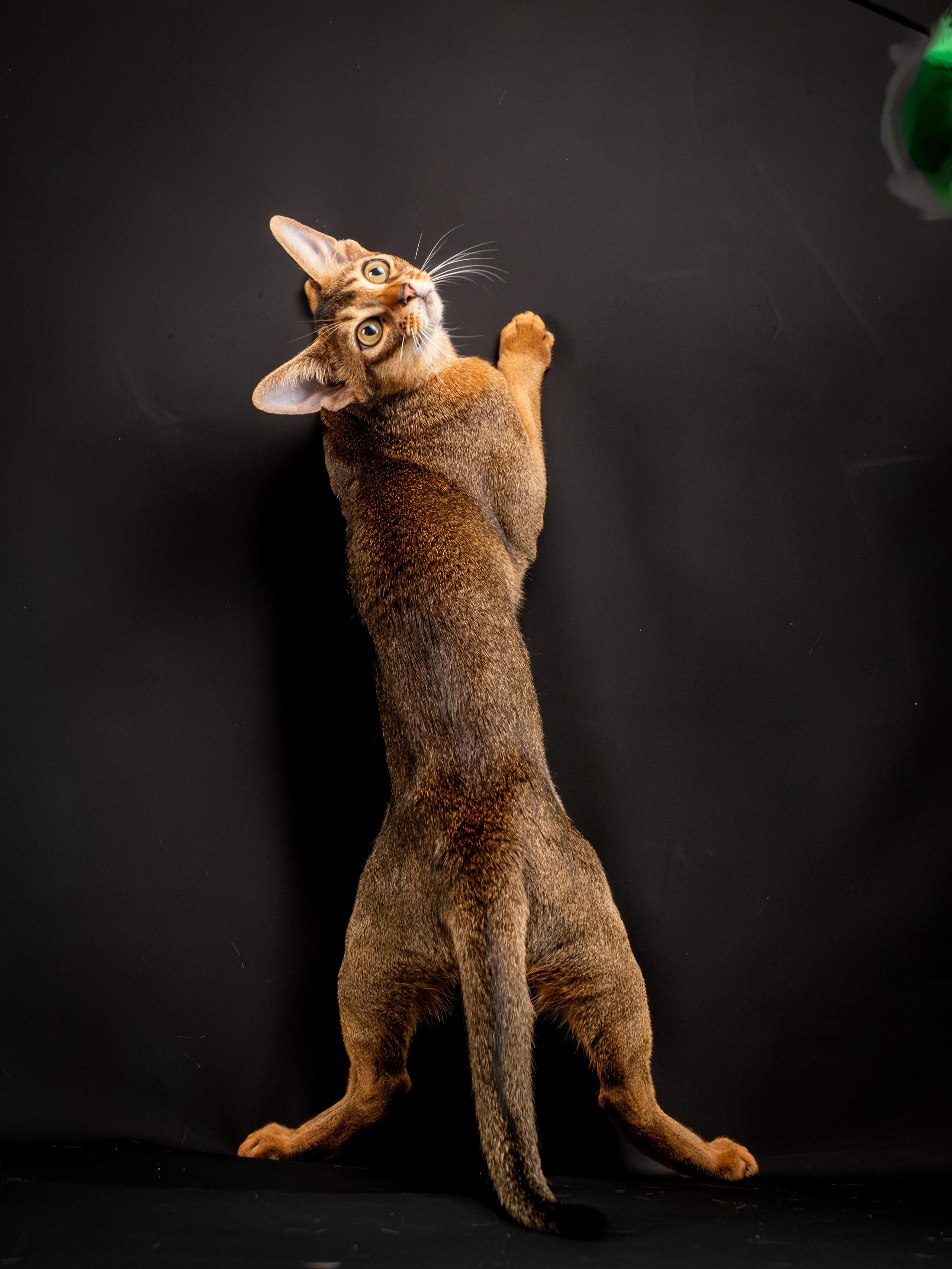 Абиссинцы для Натальи). Зоофотограф, фотограф животных в Москве и области Дина Дамоцева