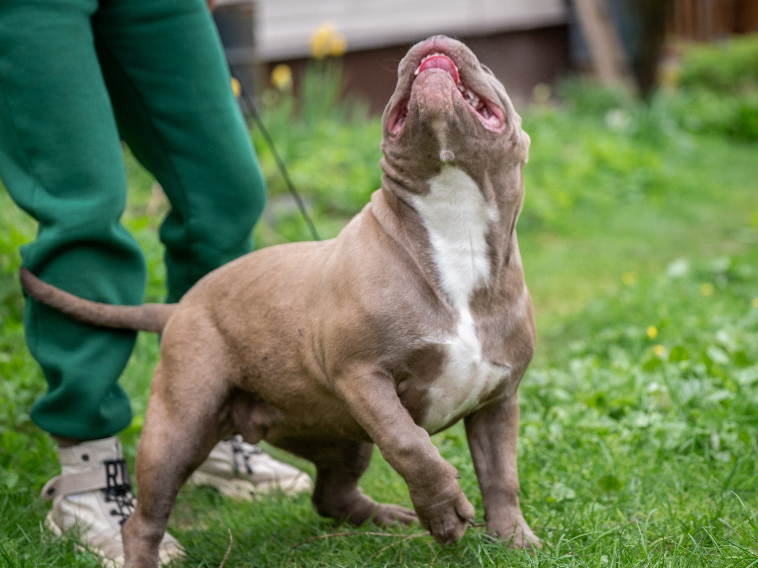 Американские булки для Ирины). Зоофотограф, фотограф животных в Москве и области Дина Дамоцева