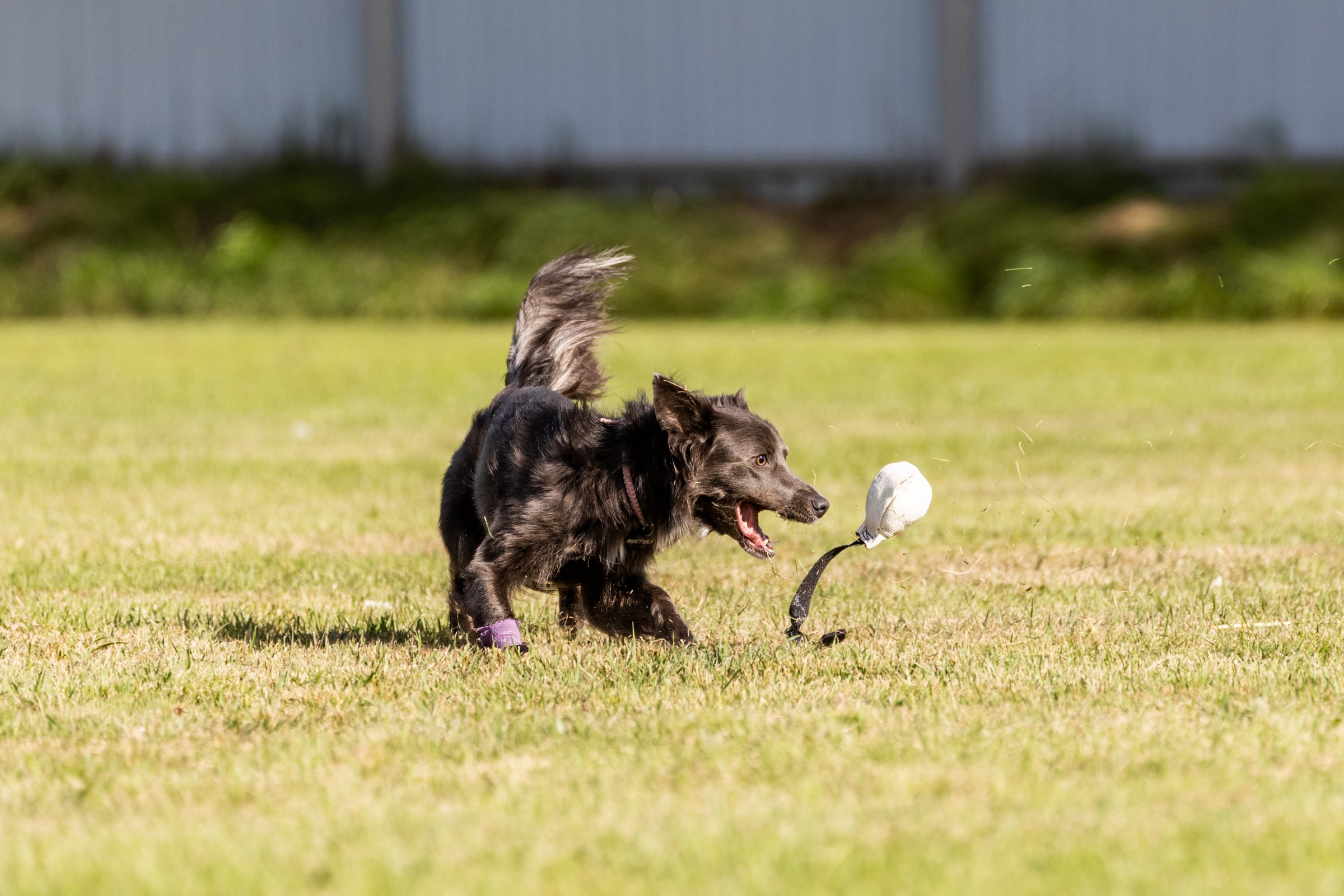 Дог-фризби. Irenephoto.ru