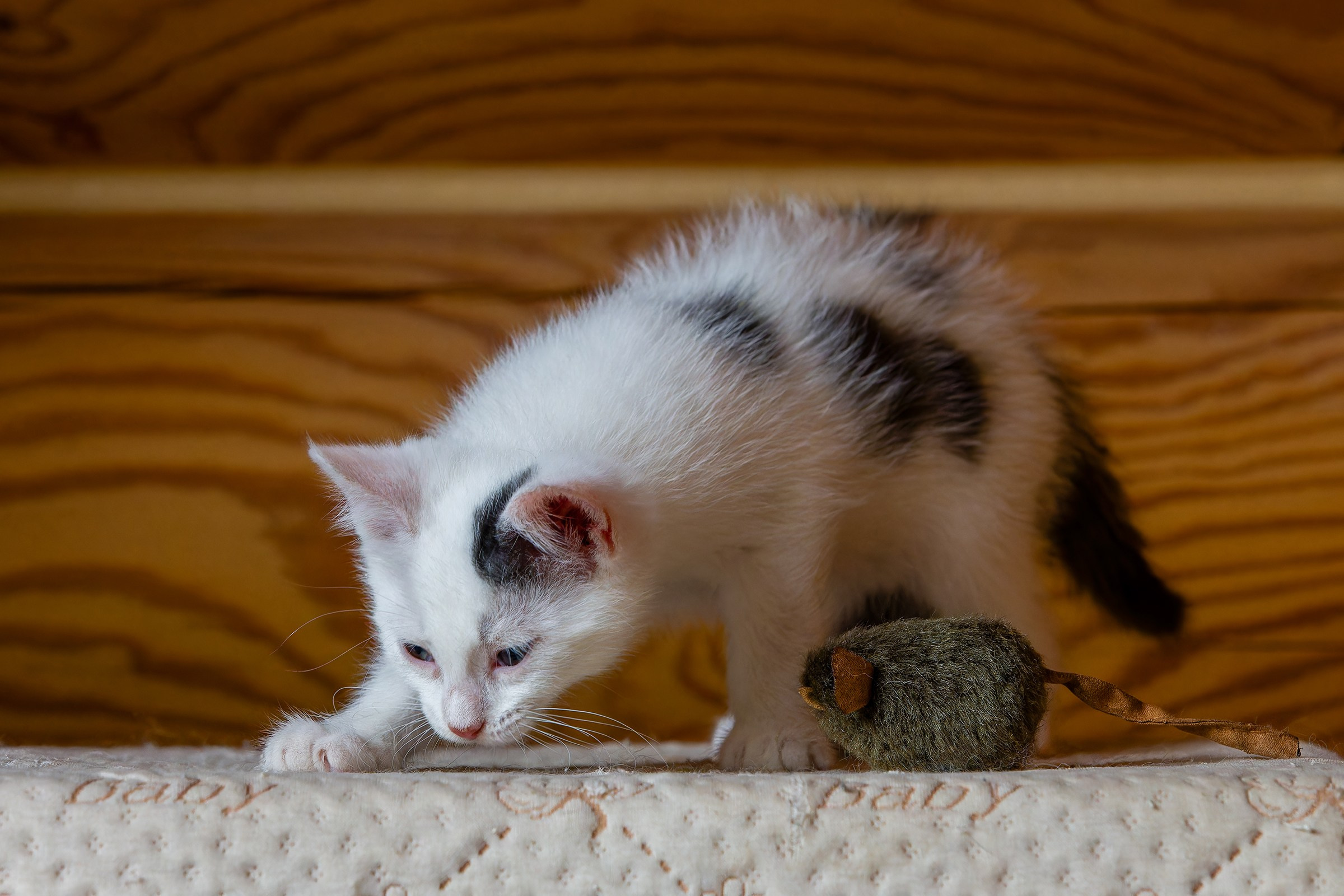 Котята. Irenephoto.ru