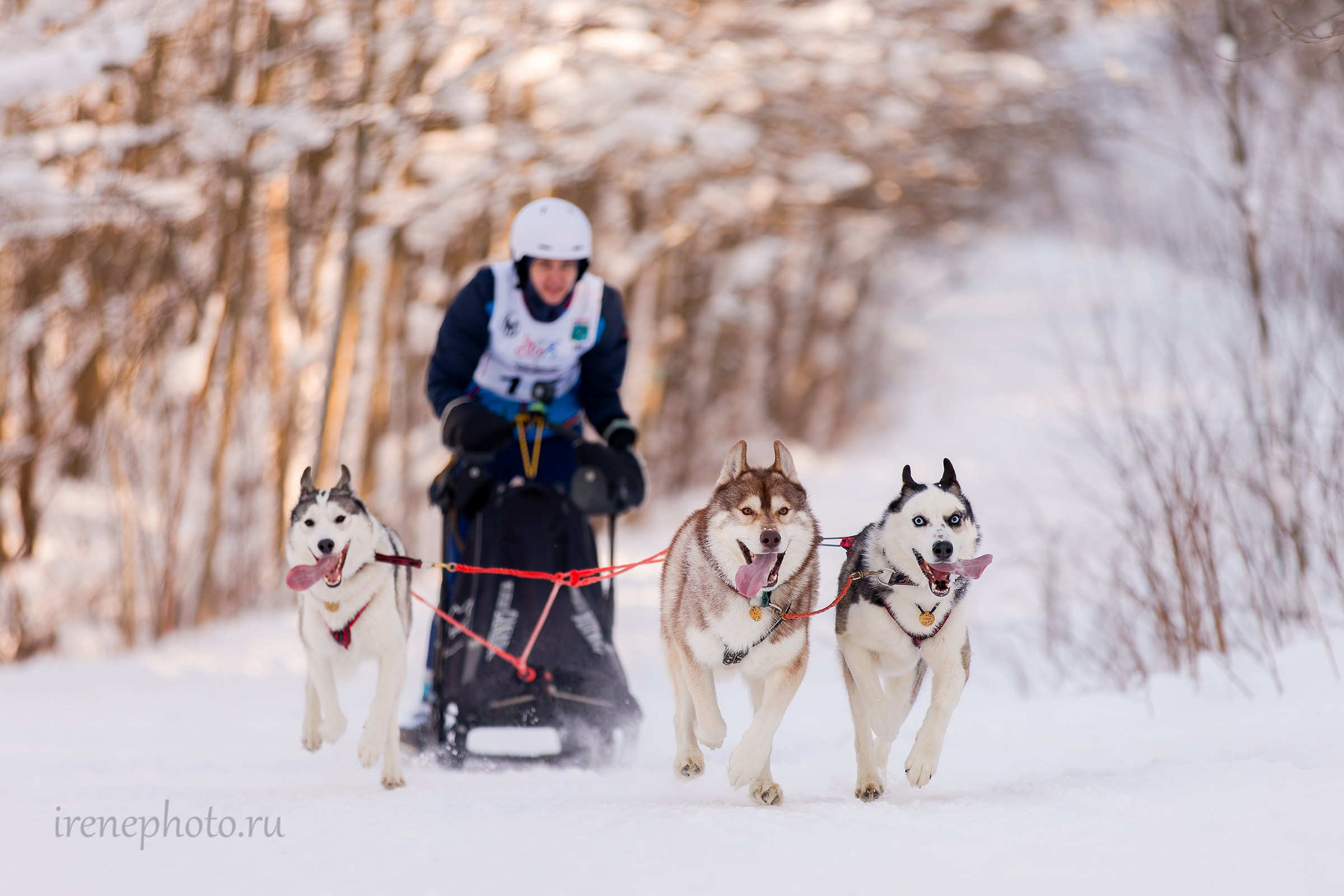 Чемпионат и Первенство Ленобласти — зима 2026. Irenephoto.ru