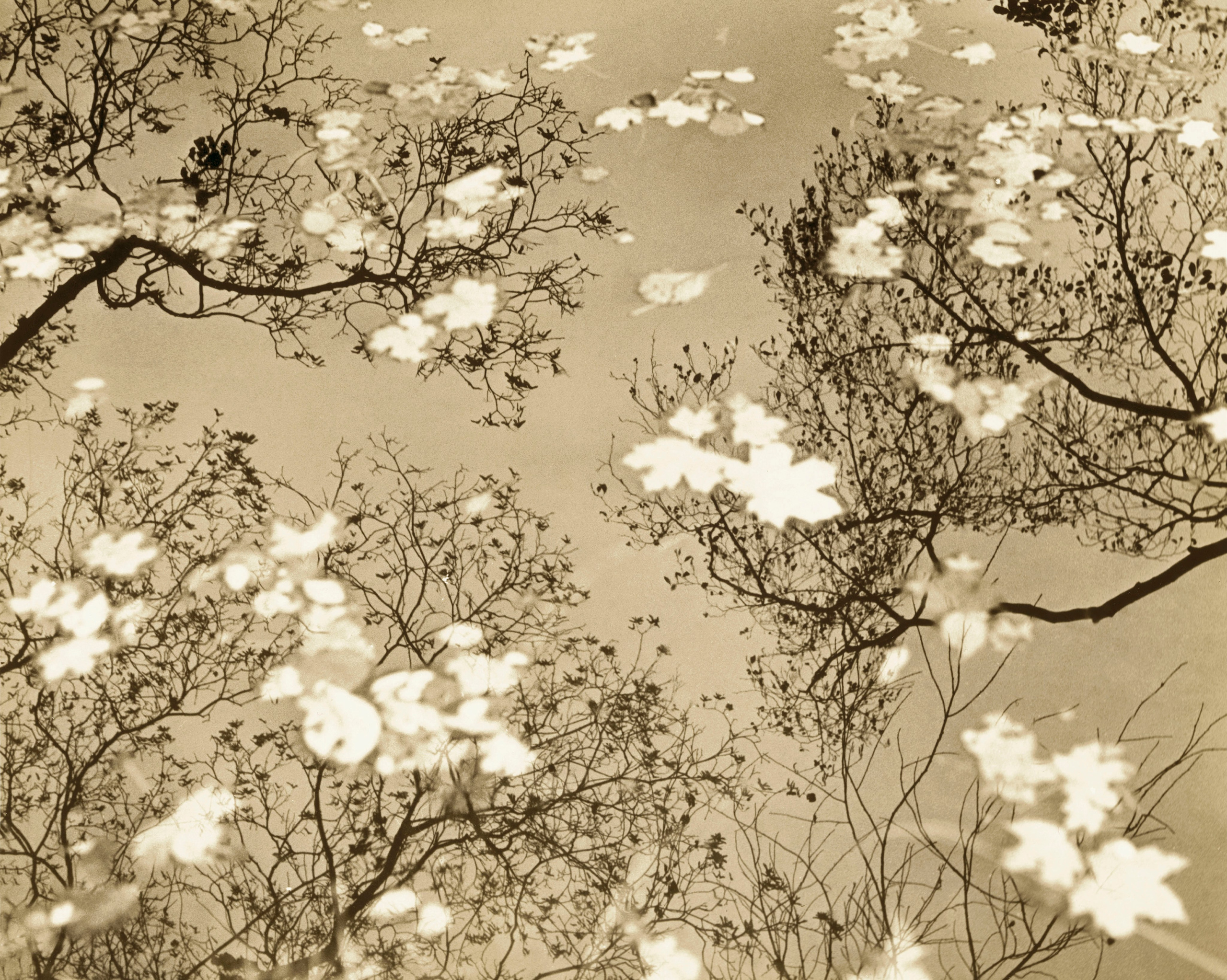 Sepia. Gueorgui Pinkhassov