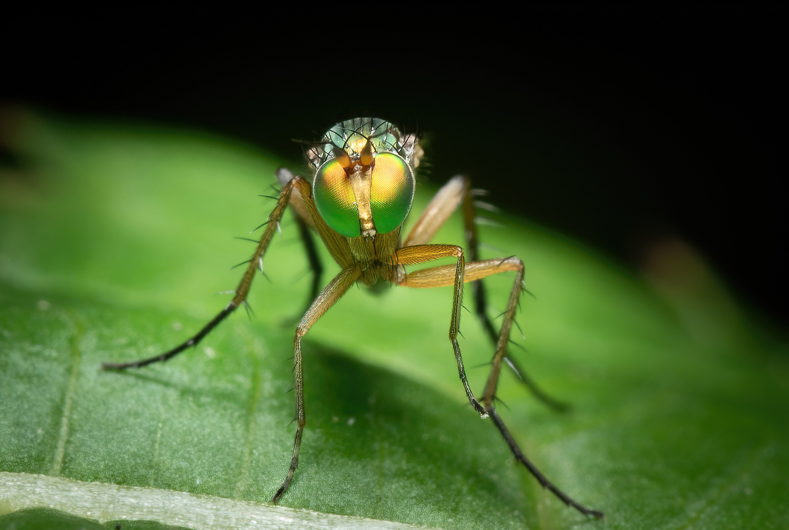 Мухи. Oles Paritskiy