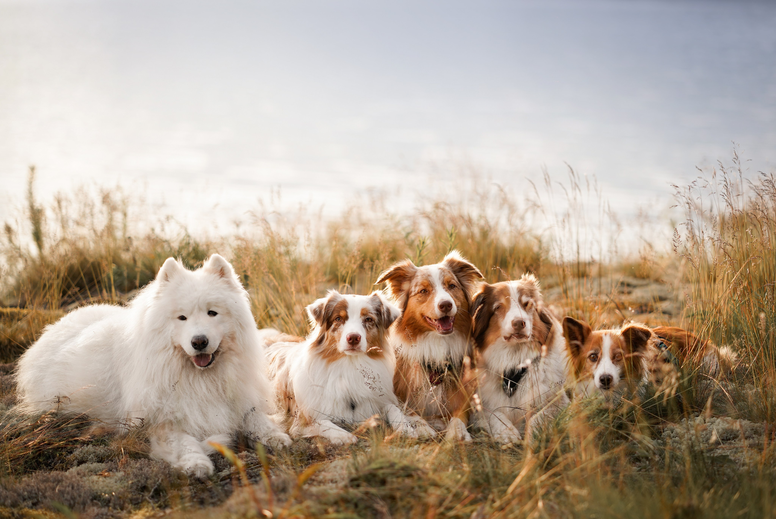 Карелия. Фотограф-анималист в Санкт-Петербурге Яна Мартынова