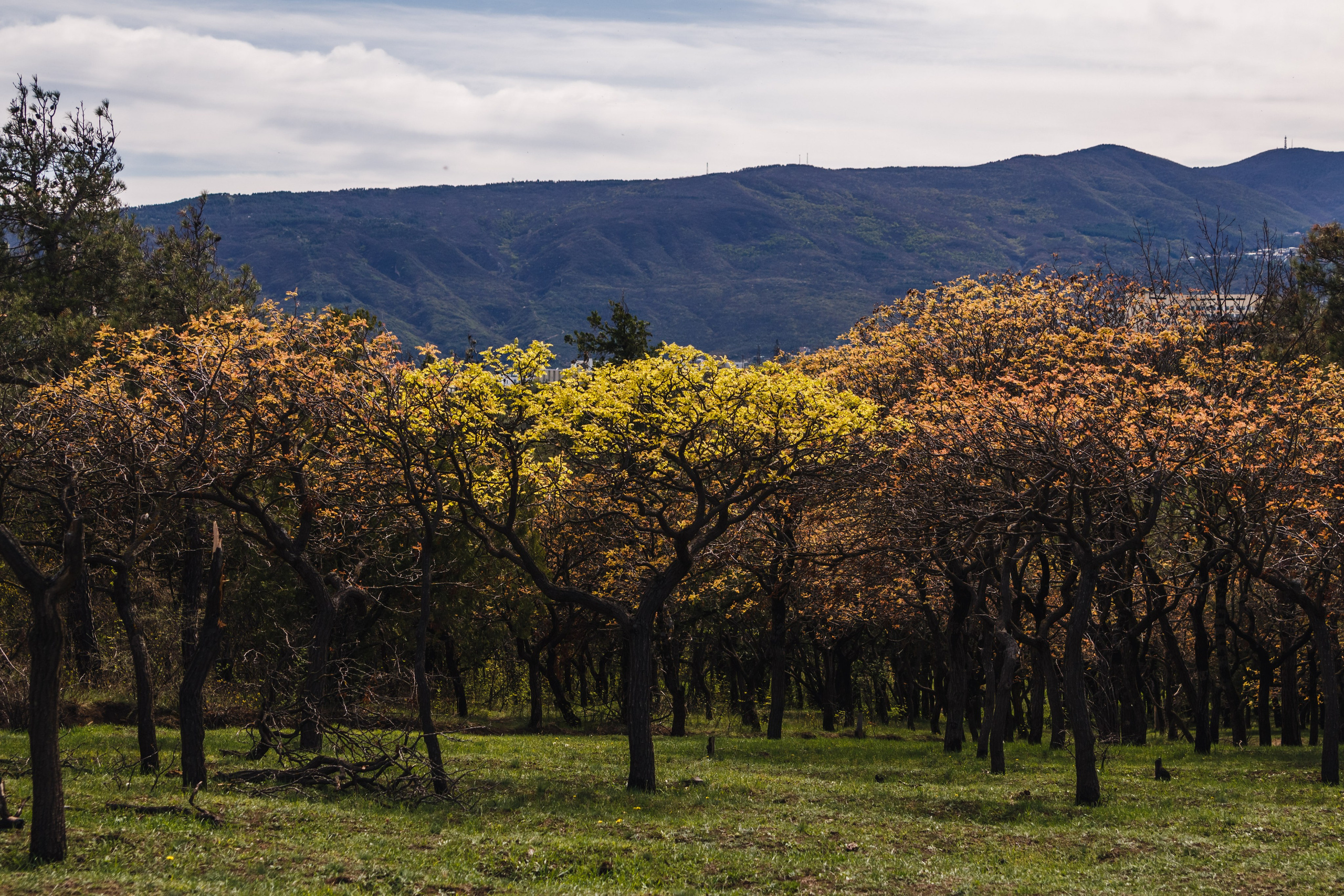 Весна. Катя Цвет