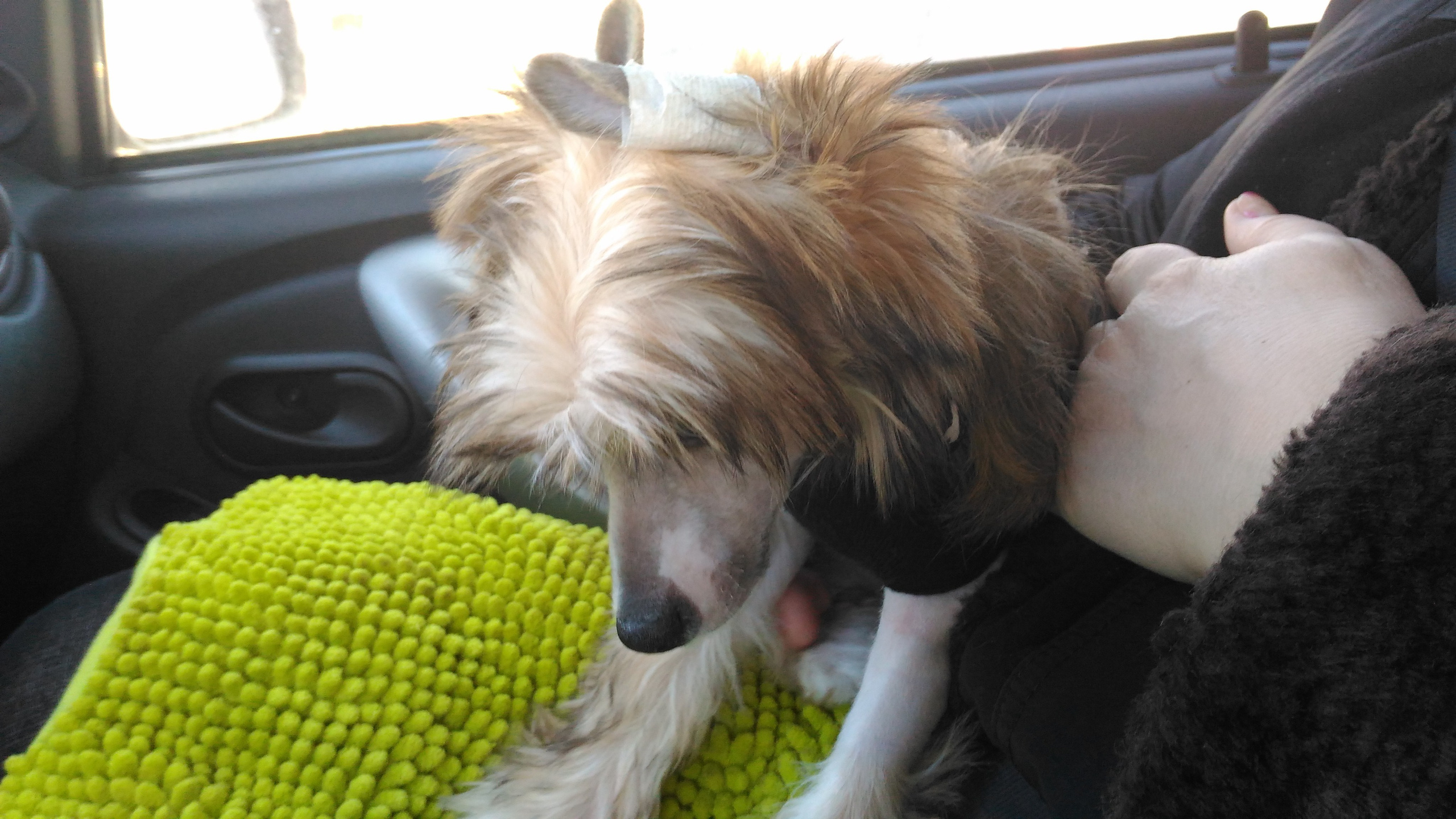 Lux, a new member of the family. Poale Ell Chinese Crested Dog Kennel: Buy a puppy from the kennel