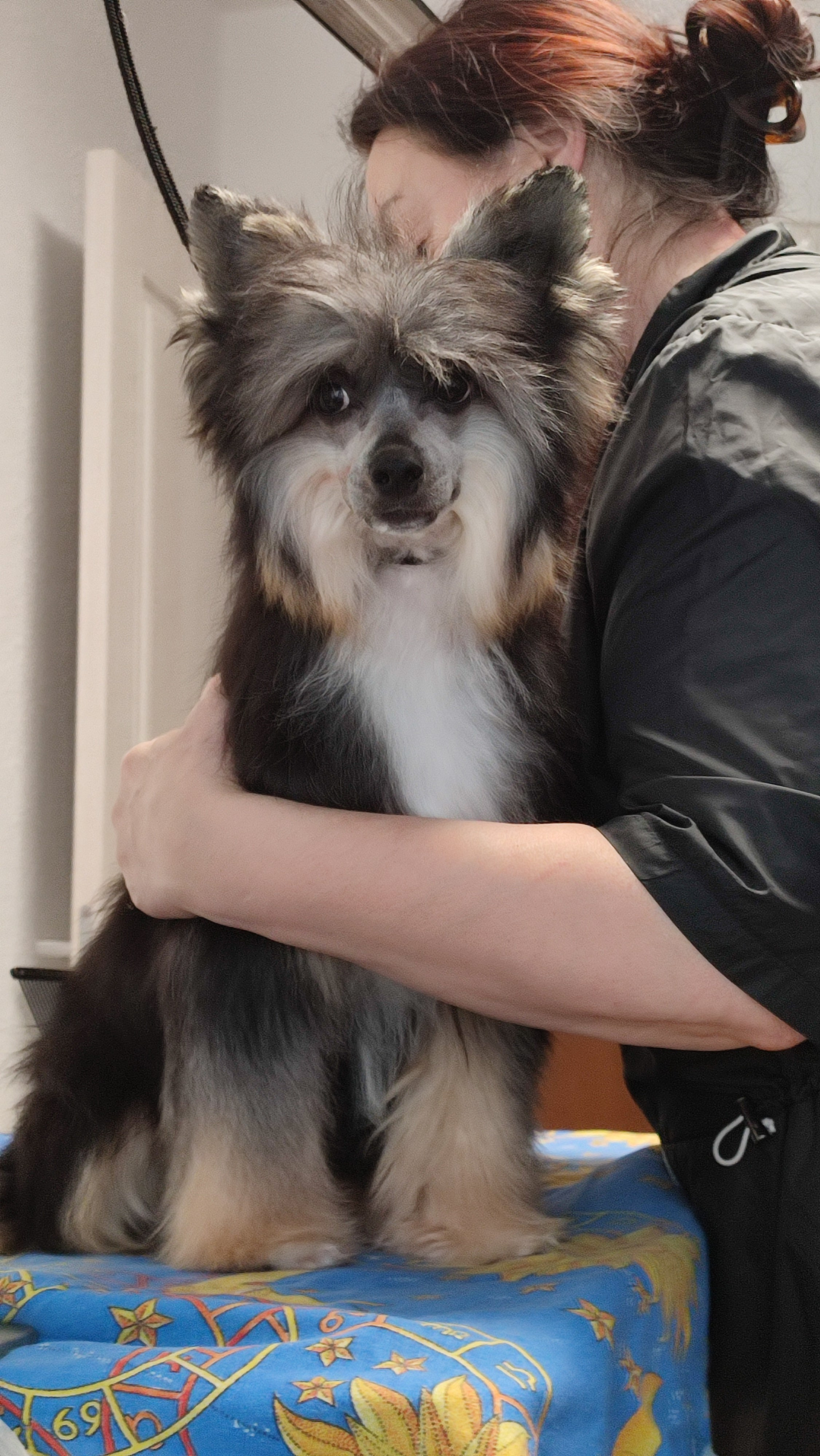 Нашей красавице Грэйсюше 7 месяцев. Питомник китайских хохлатых собак Poale Ell: купить щенка