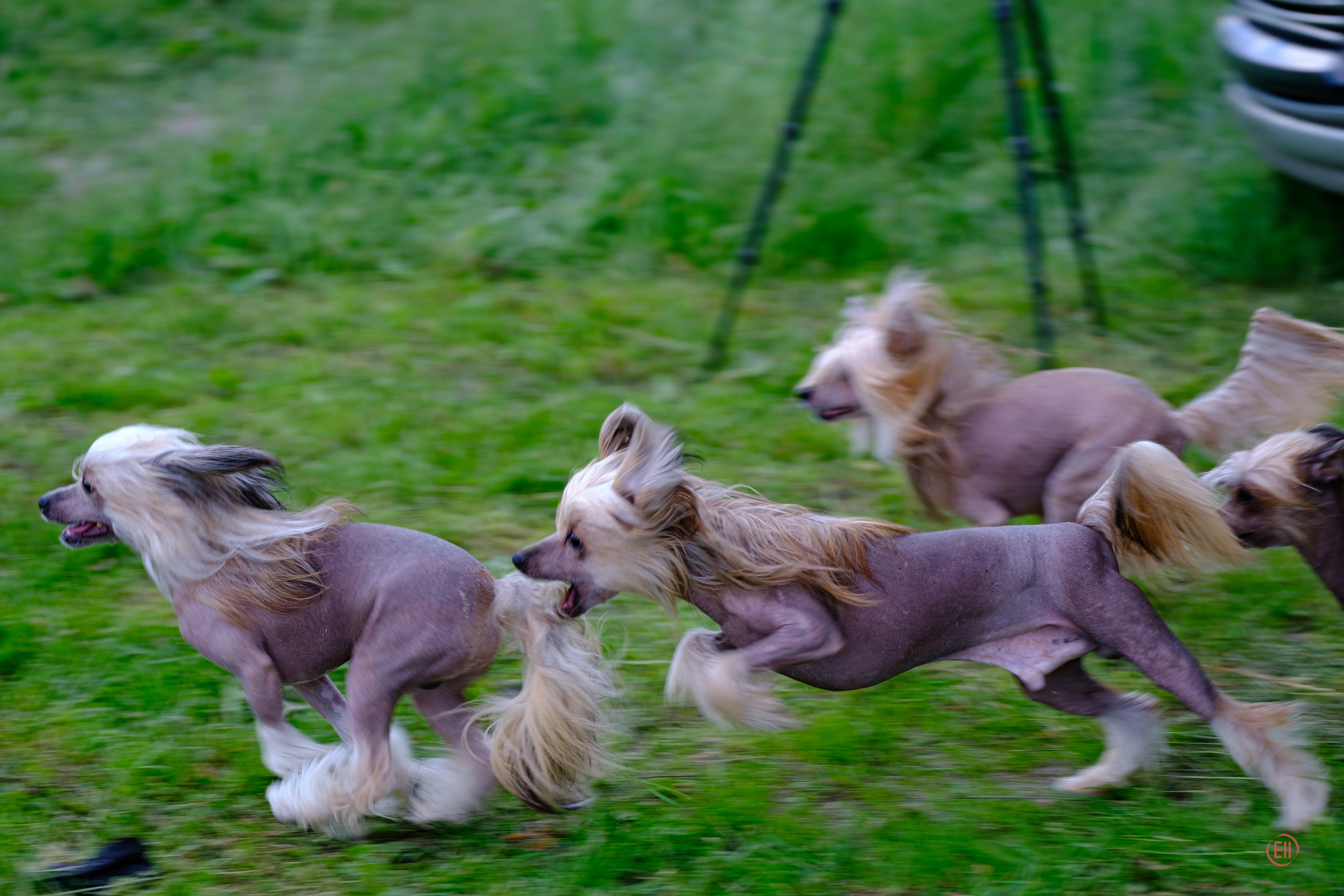 Вороново. Питомник китайских хохлатых собак Poale Ell: купить щенка
