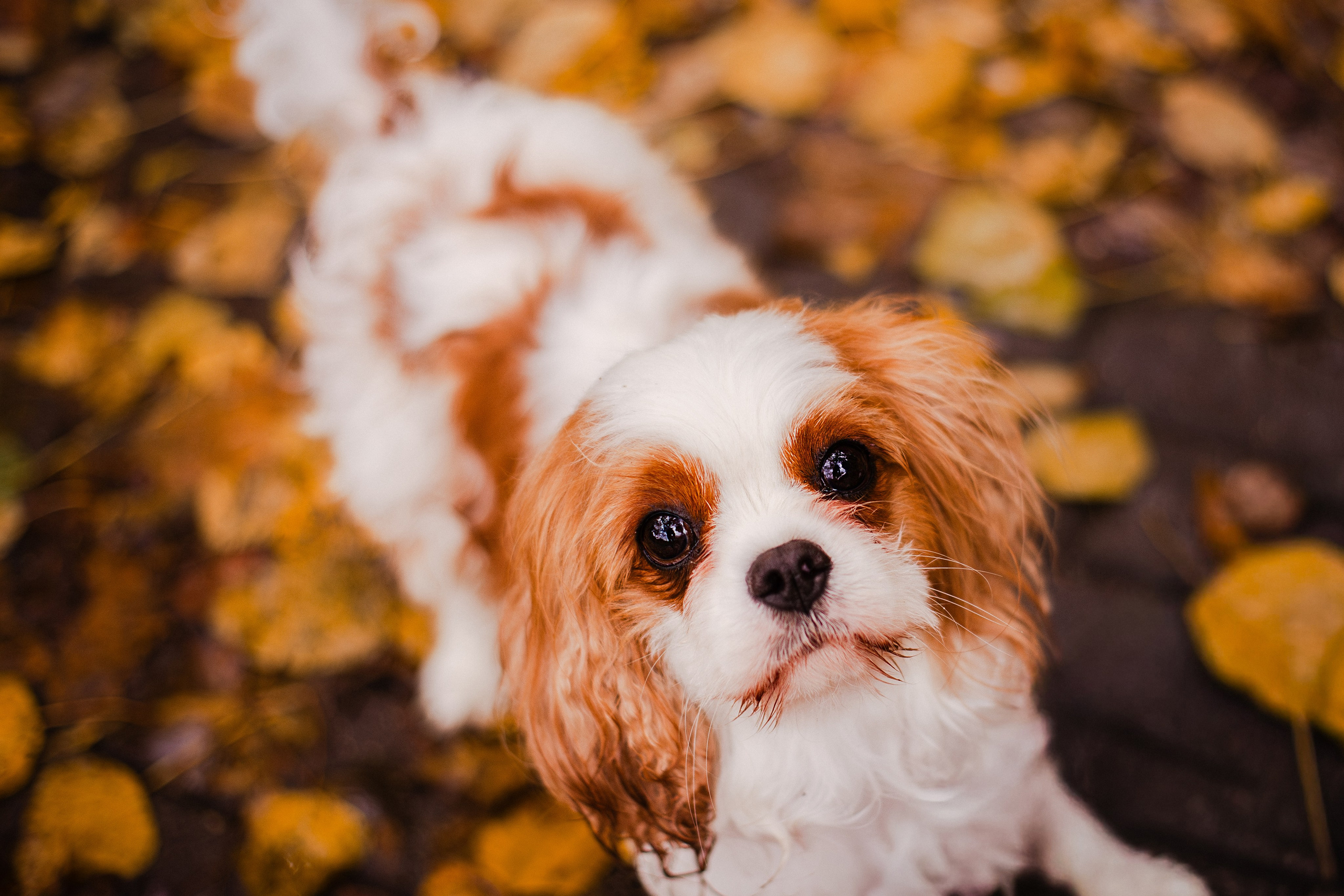 Жанна и кавалеры. Фотограф-анималист Мария Баркевич | Москва
