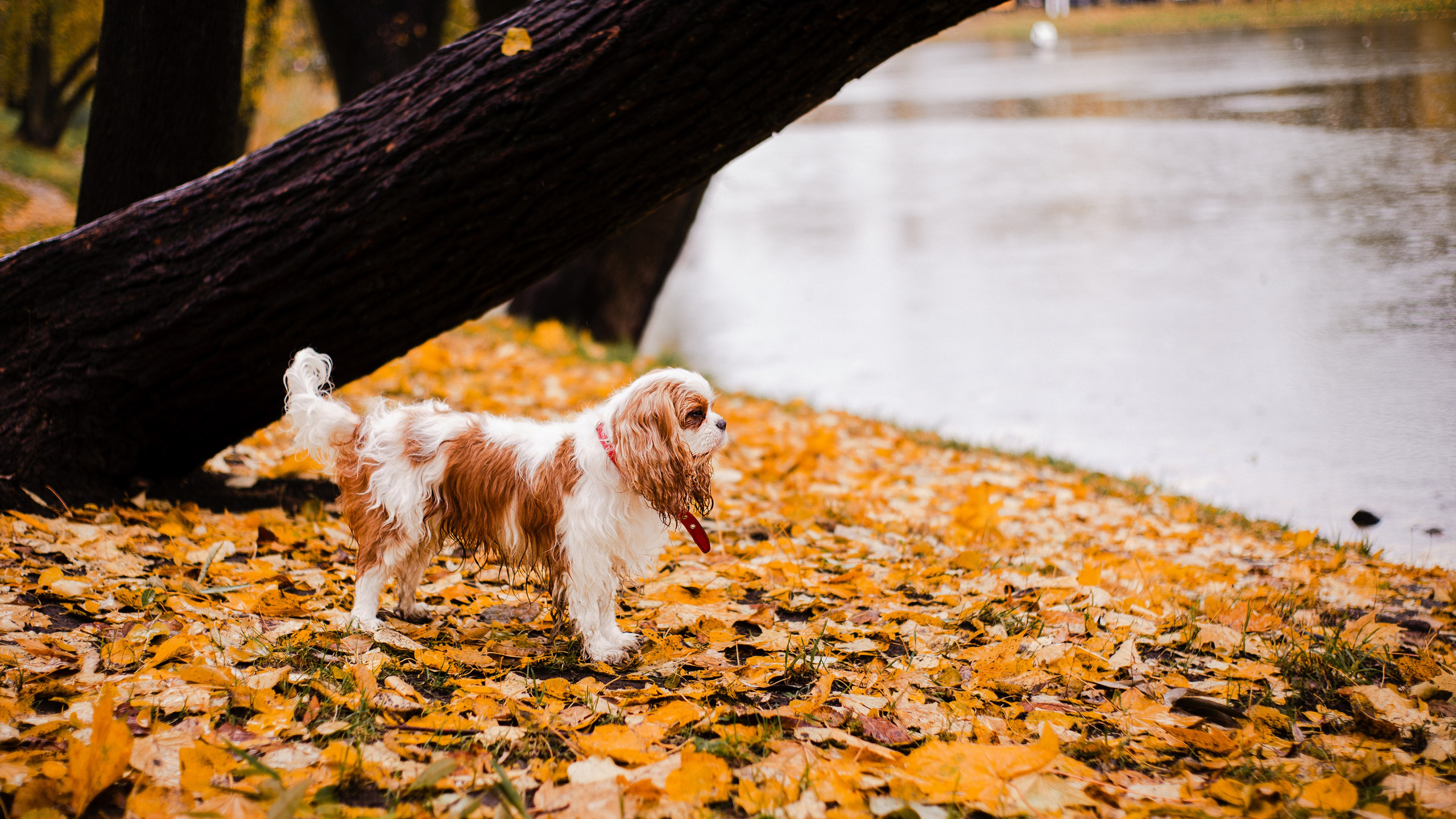Жанна и кавалеры. Фотограф-анималист Мария Баркевич | Москва