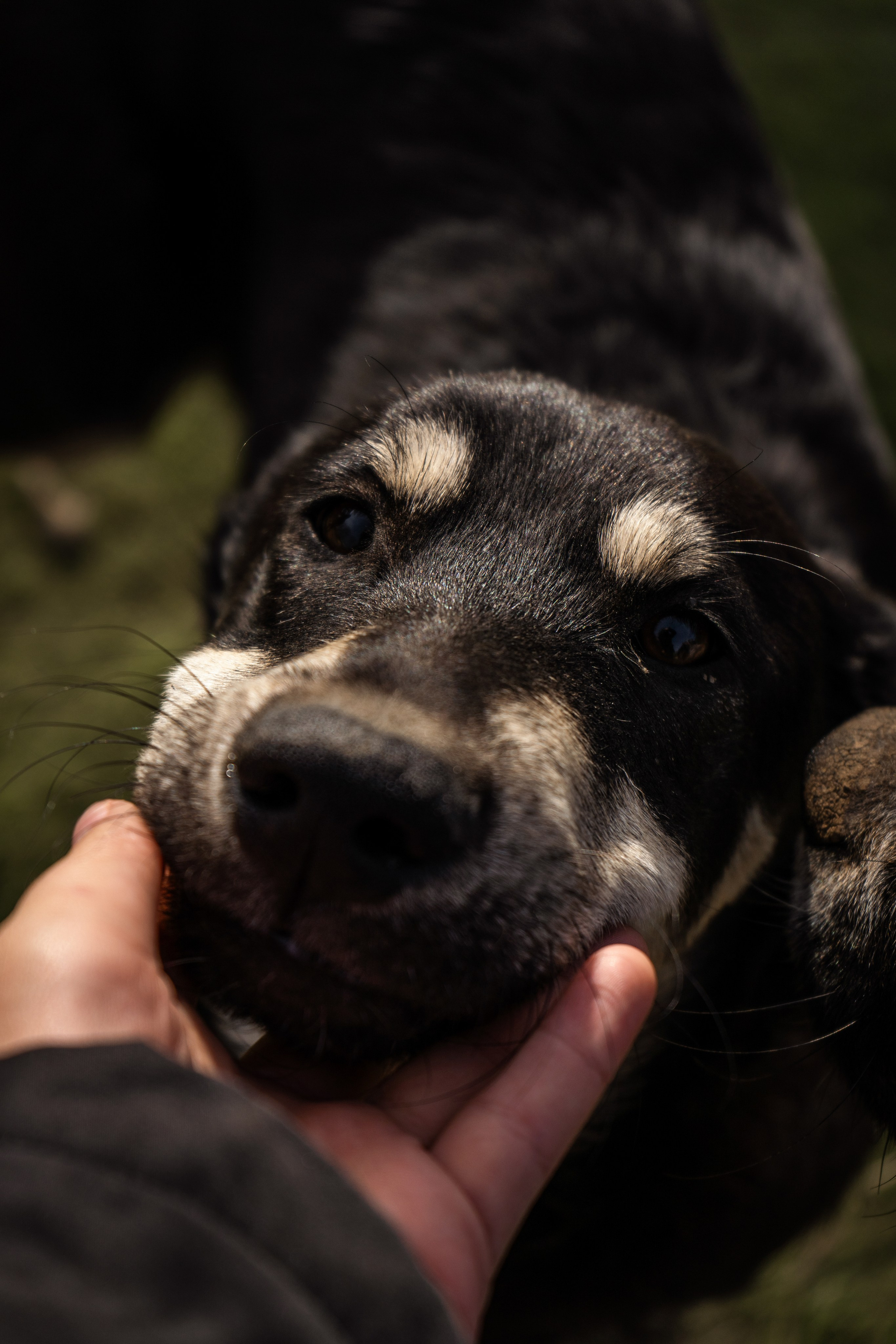 Pets. Makaroshkassirom — photographer in Minsk