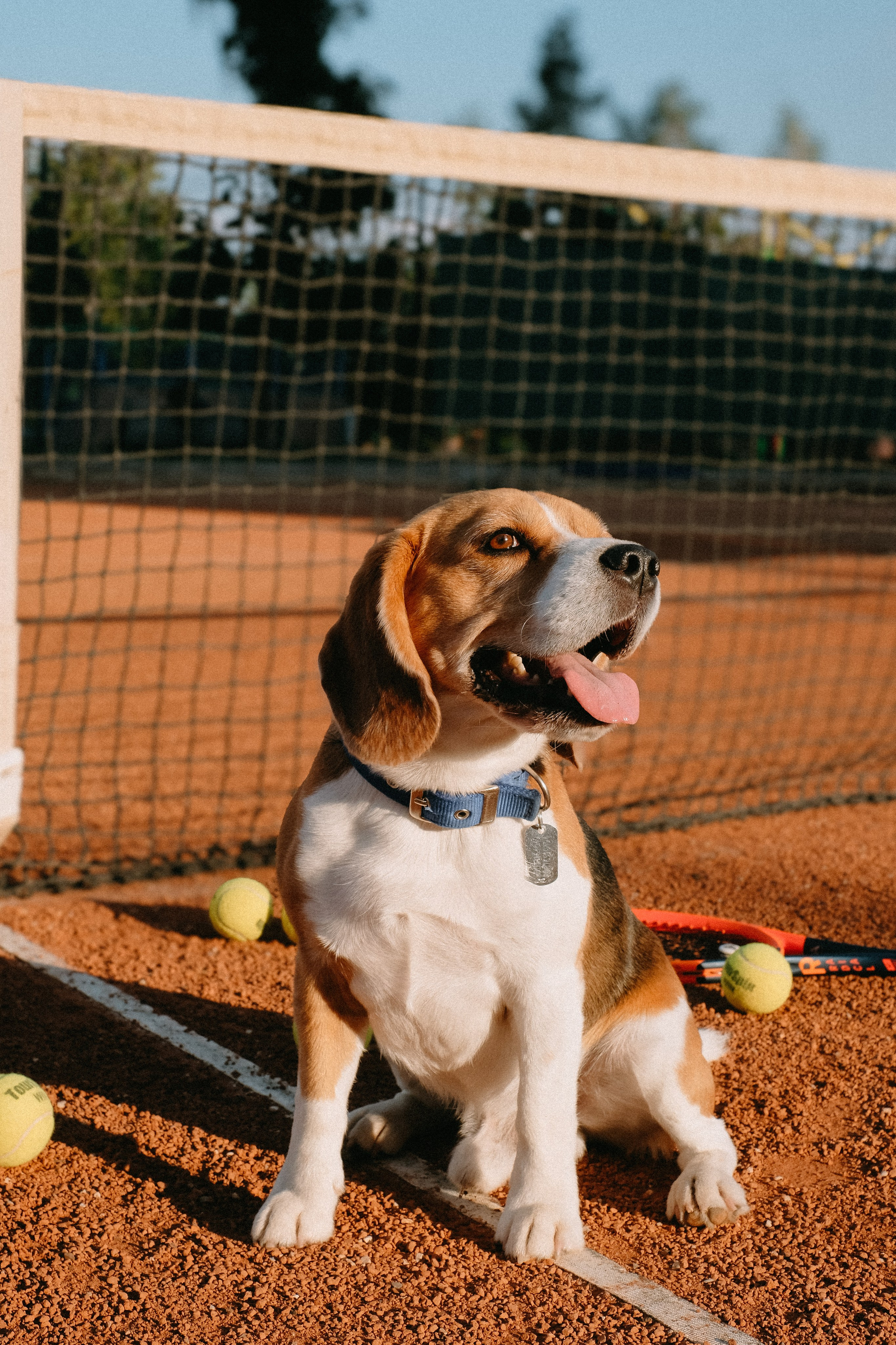 Теннис. ФОТОГРАФ АННА КАЗАРЯН