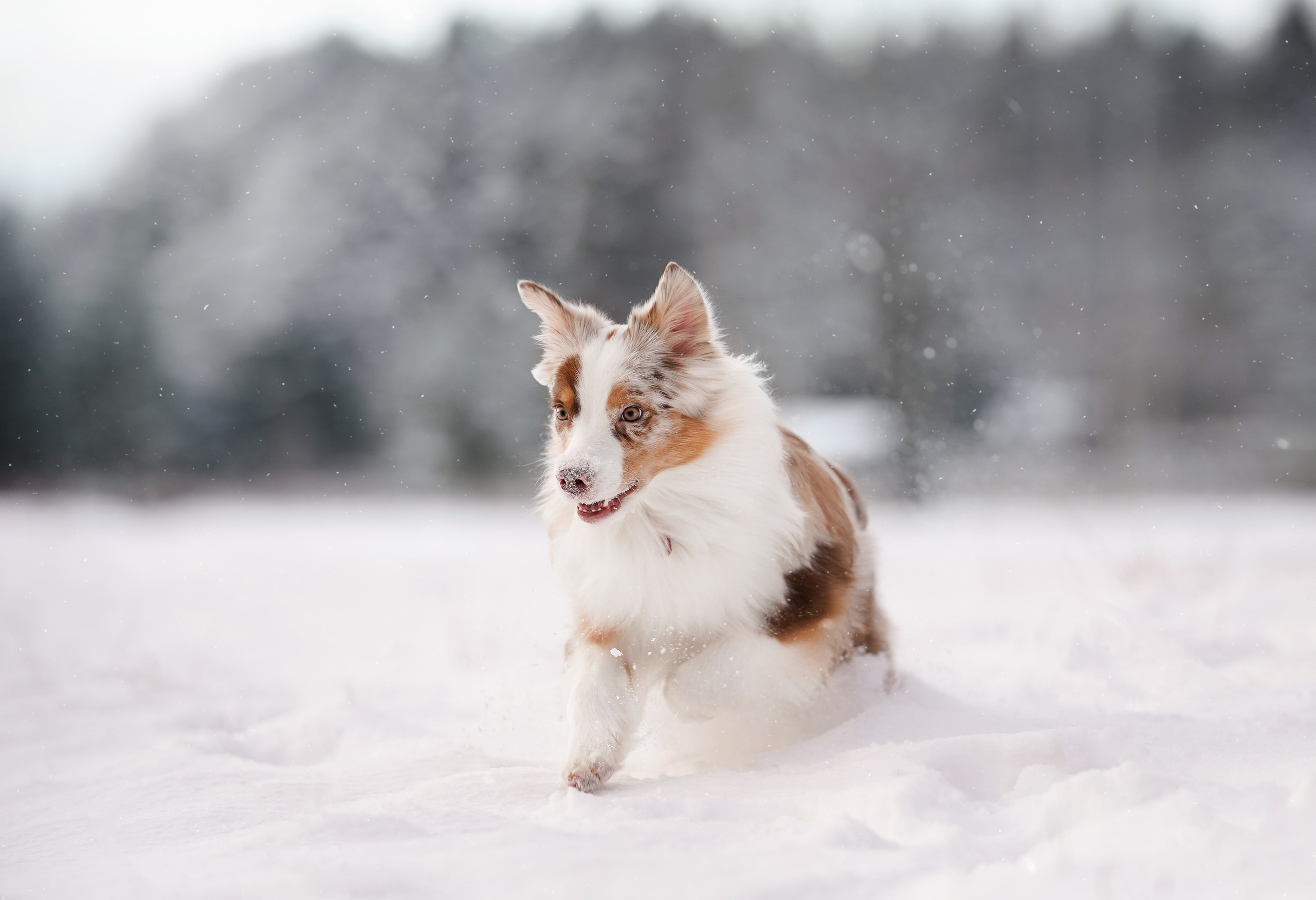 Панда и Юни Карелия. Фотограф-анималист в Санкт-Петербурге Яна Мартынова