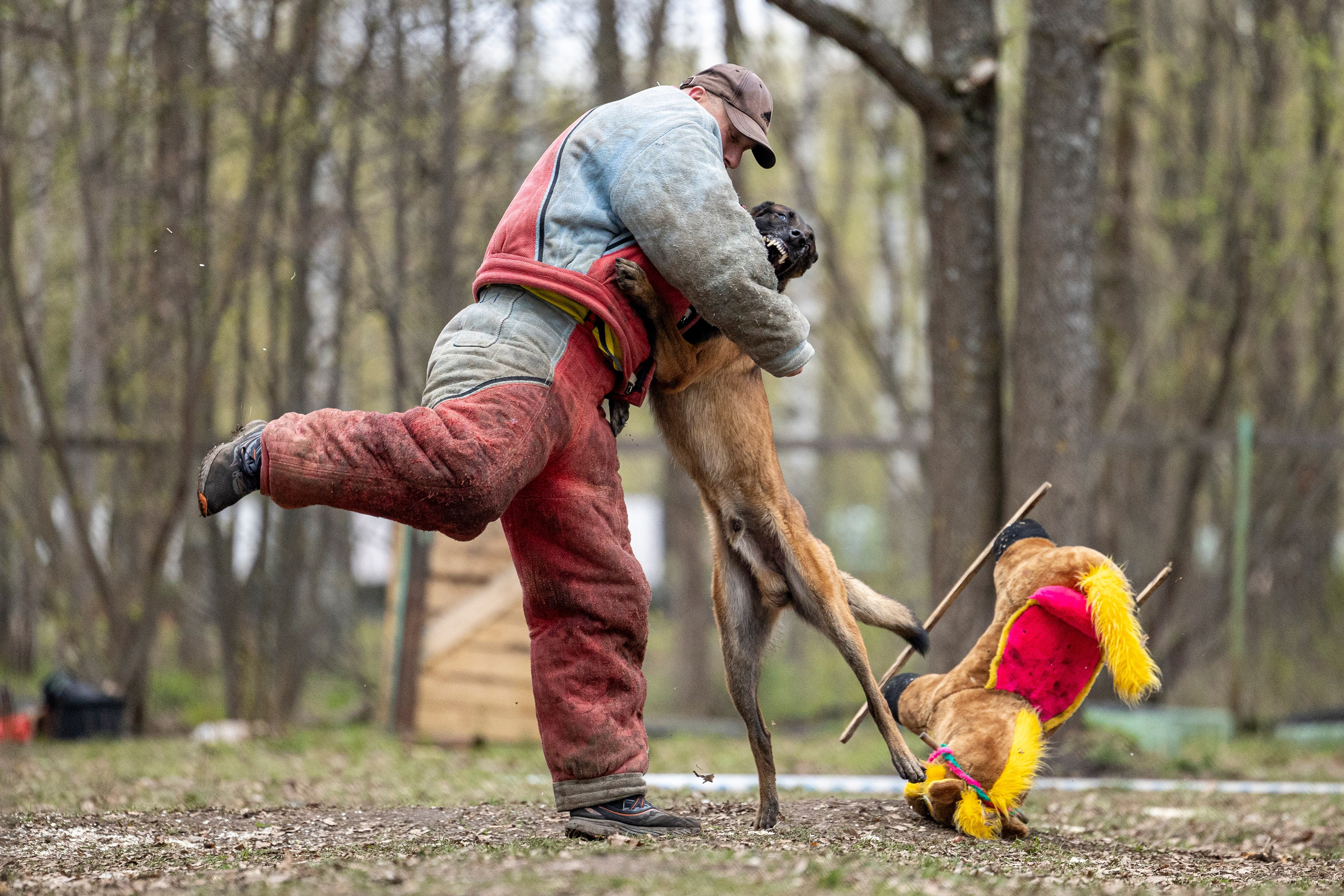 Квалификационные состязания по мондьорингу г. Вологда 11.05.24. Фотограф-анималист Анна Маринич