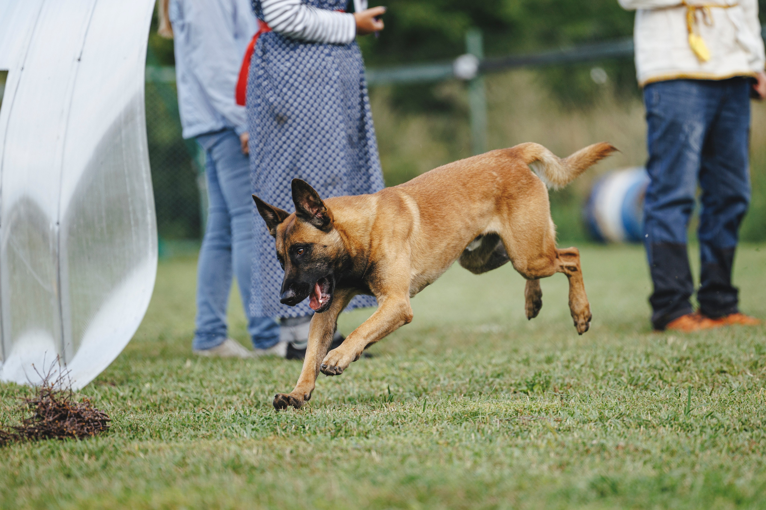 08.08.25-10.08.25 ЧР по мондьорингу г. Вологда. Фотограф-анималист Анна Маринич