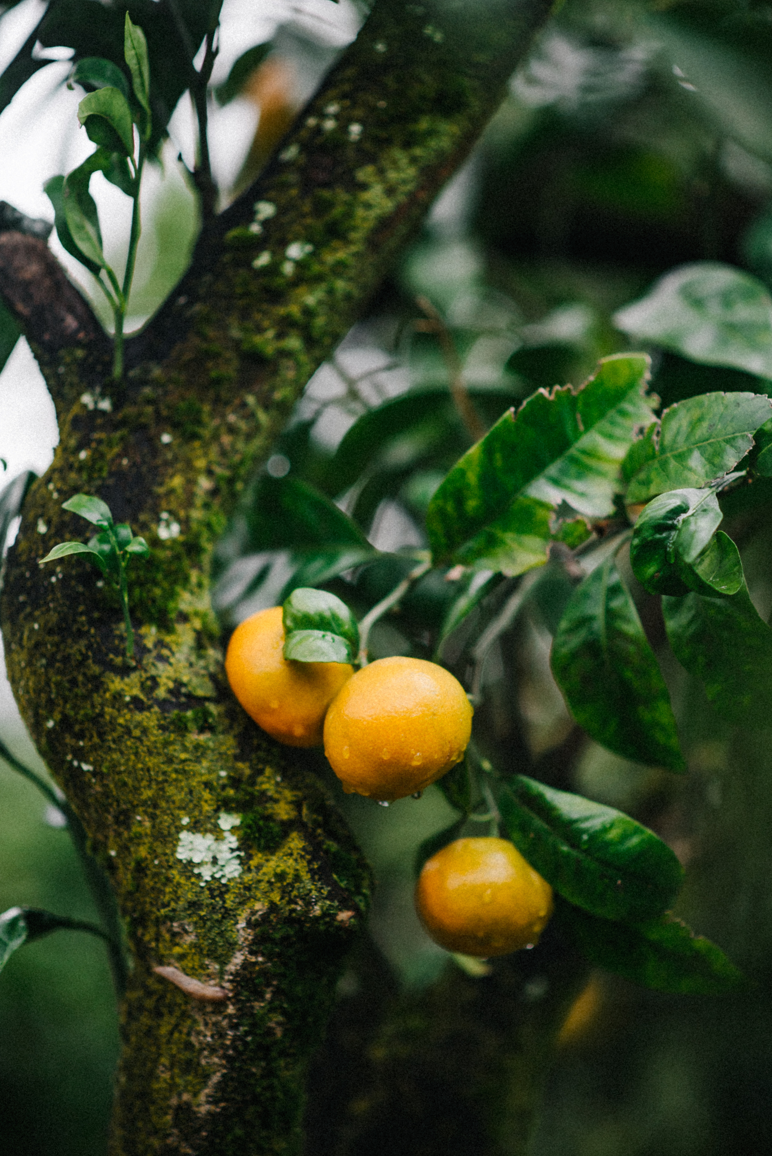 Фотосессия Love story в мандариновом саду. Софья и Арсений