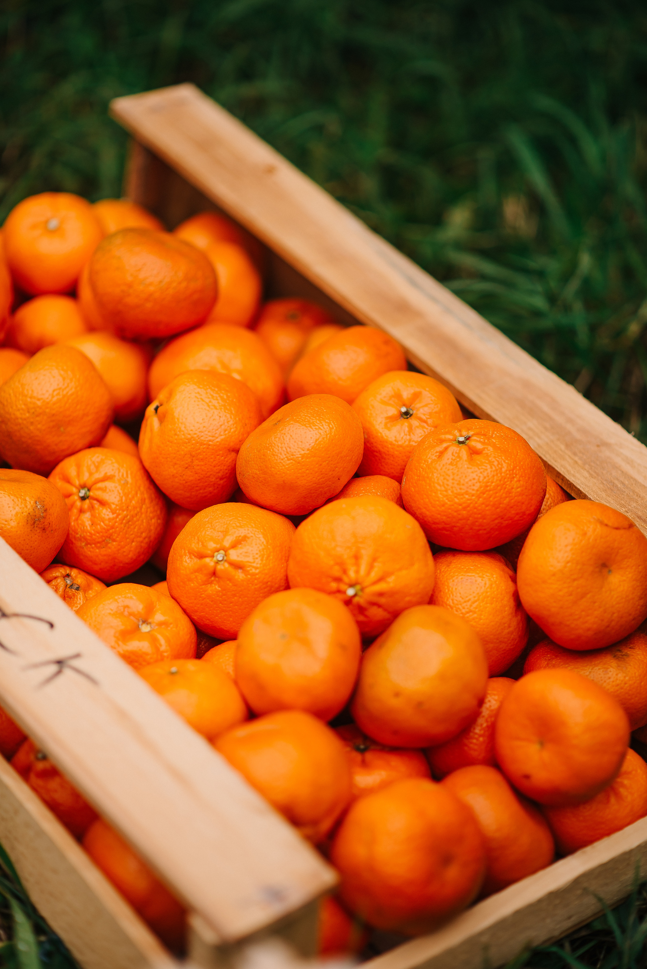 Свадебная фотосессия в мандариновой роще — Павел и Мария