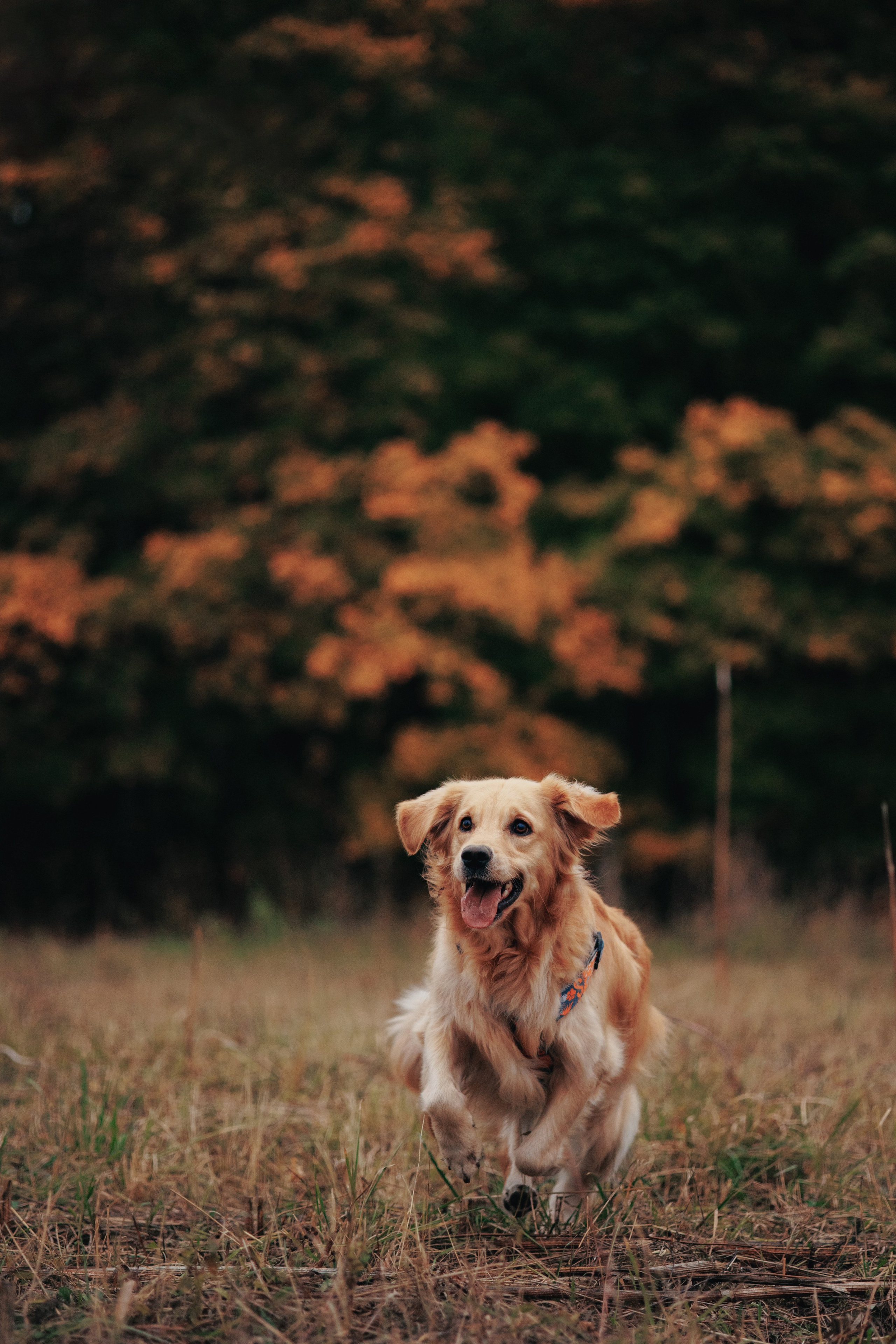Съемка с собакой. Анастасия Белаш