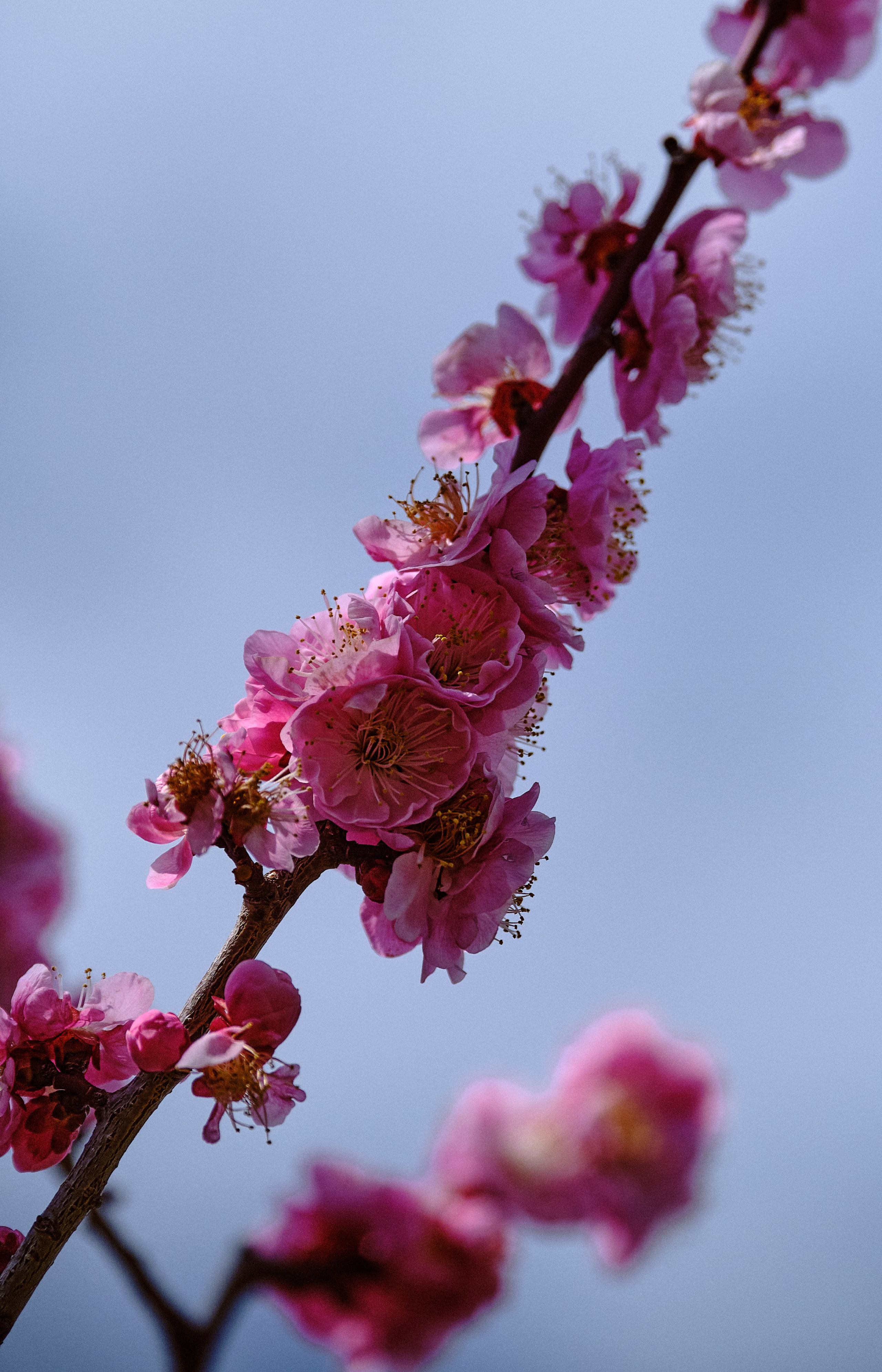 Japan / Osaka≫Kyoto≫Tokyo. Aleksandr Kobtsev