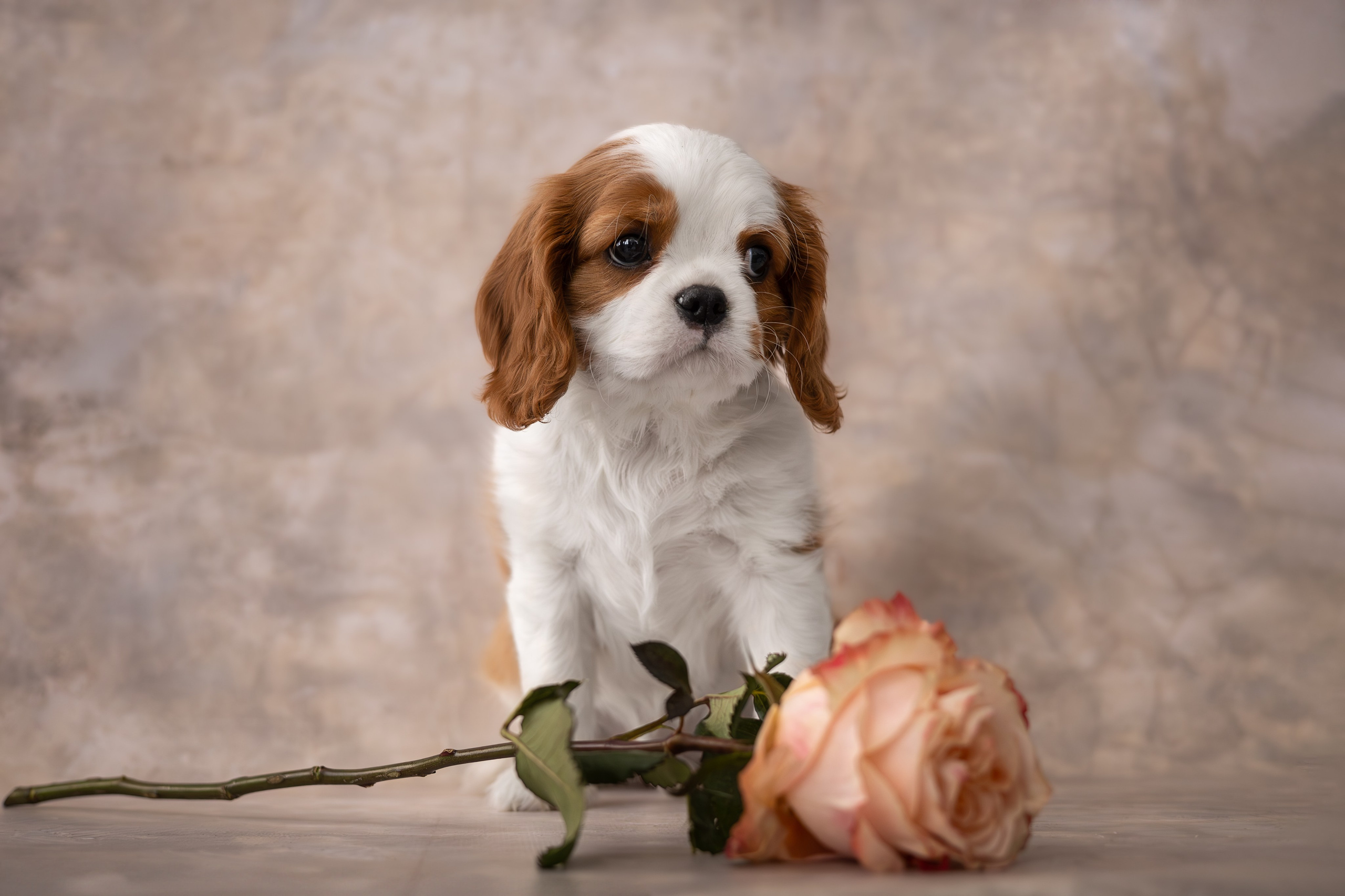 Детки кавалерчики. Ирина Голомб|Фотограф-анималист в  Сочи и Калининграде