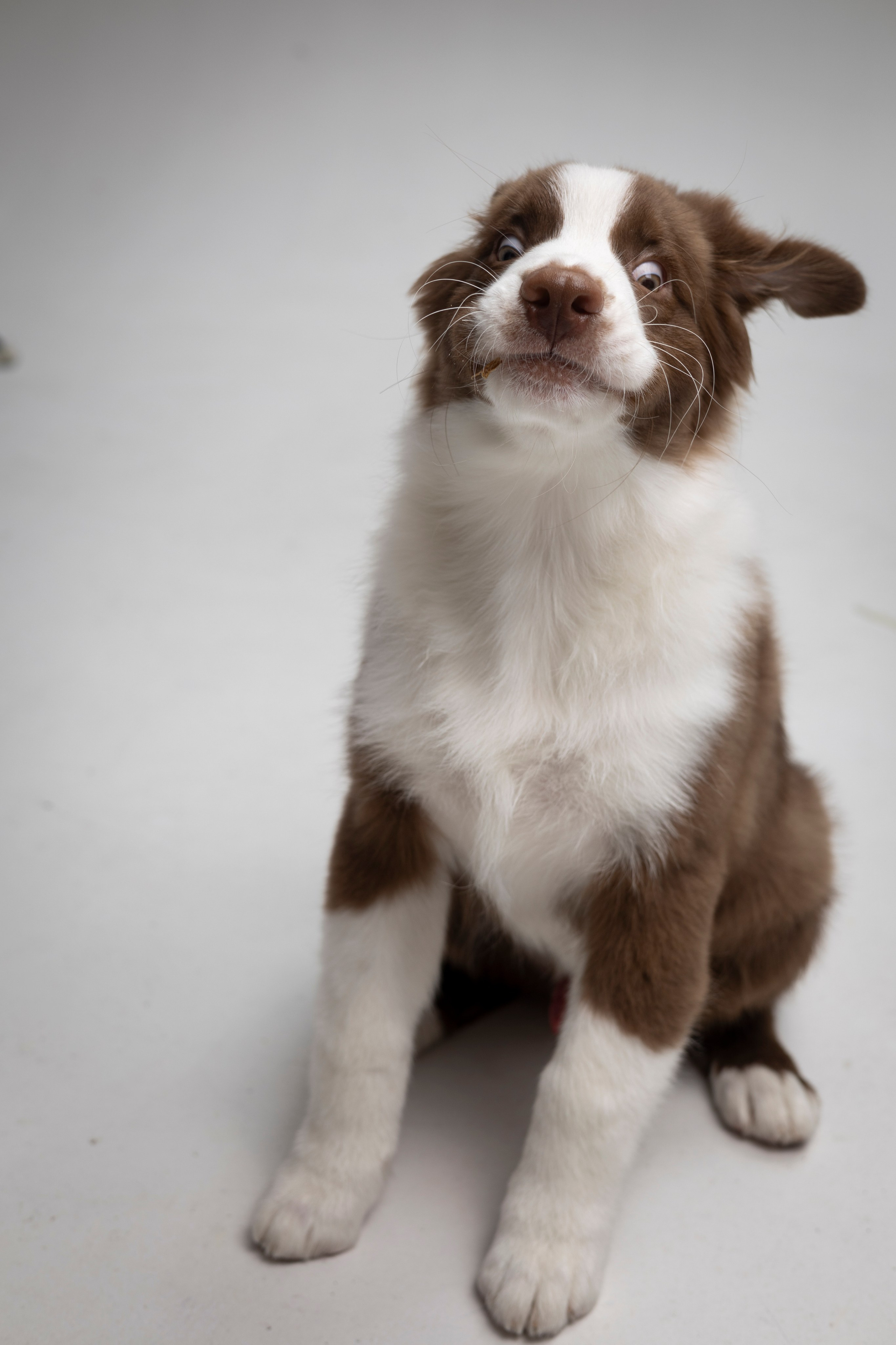 Дин, Австралийская Овчарка. Ирина Голомб|Фотограф-анималист в  Сочи и Калининграде